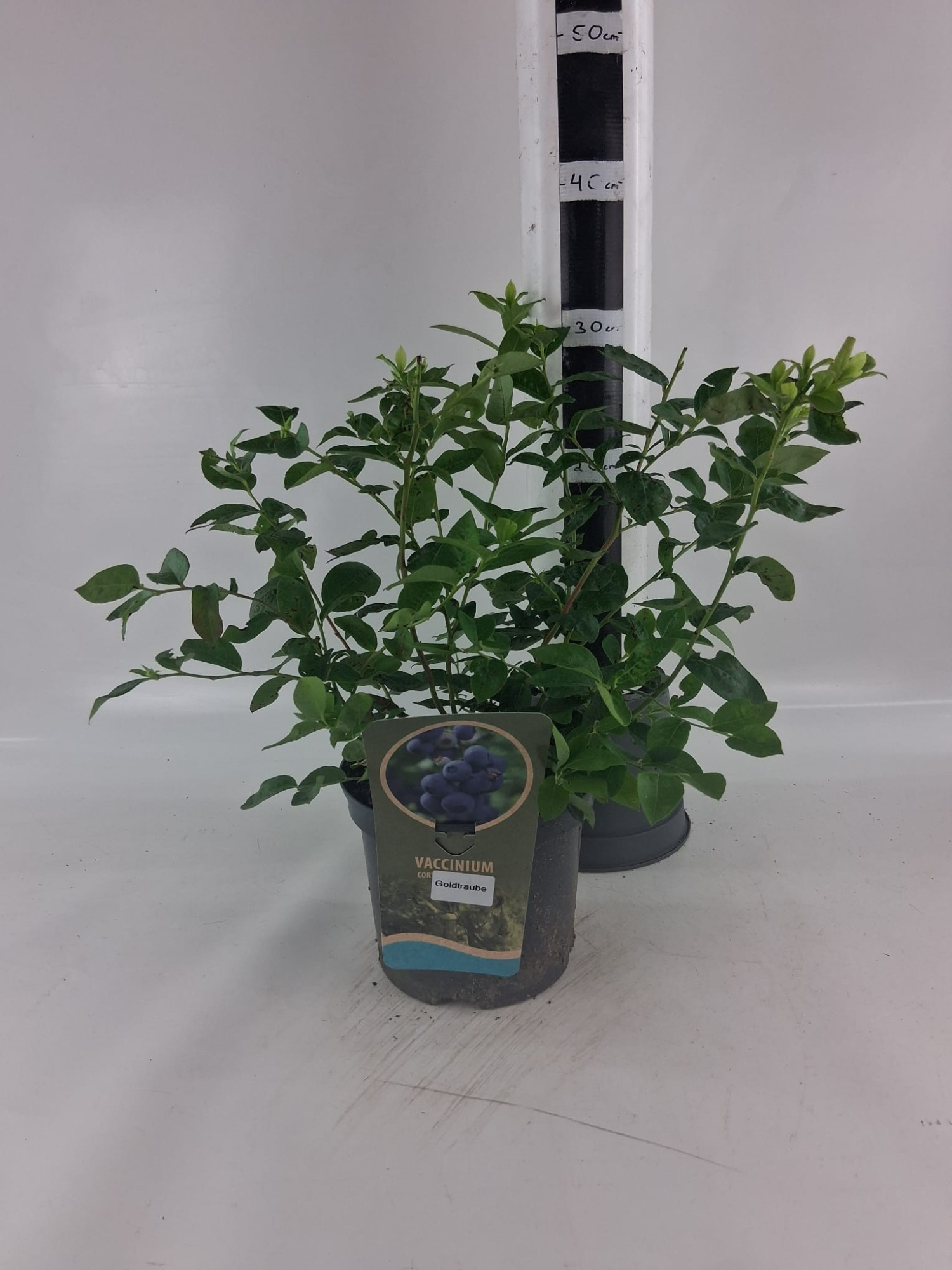 Vaccinium cor. 'Goldtraube', D 19 cm