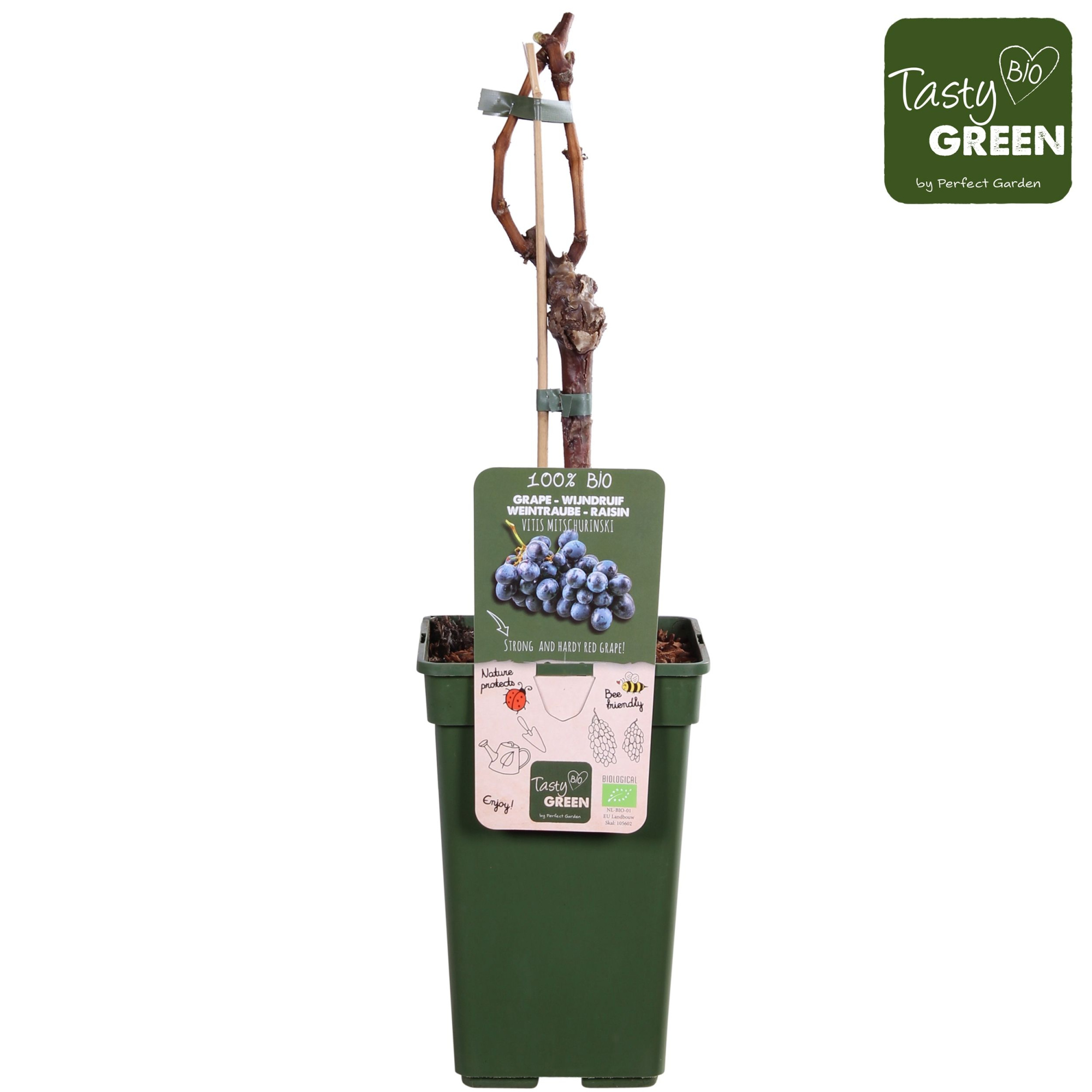 Vitis Mitschurinski rot Bio P19, D 19