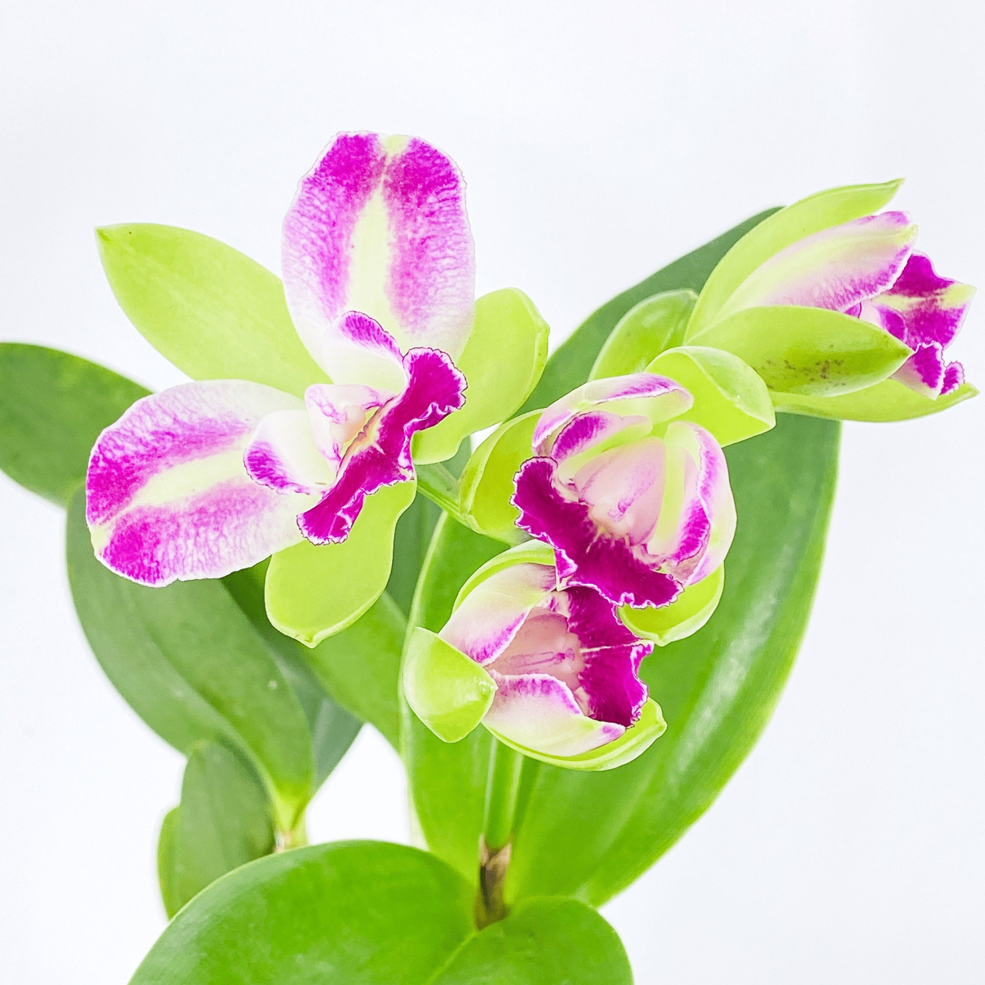 Cattleya Village Chief Green Genius, D 12 cm