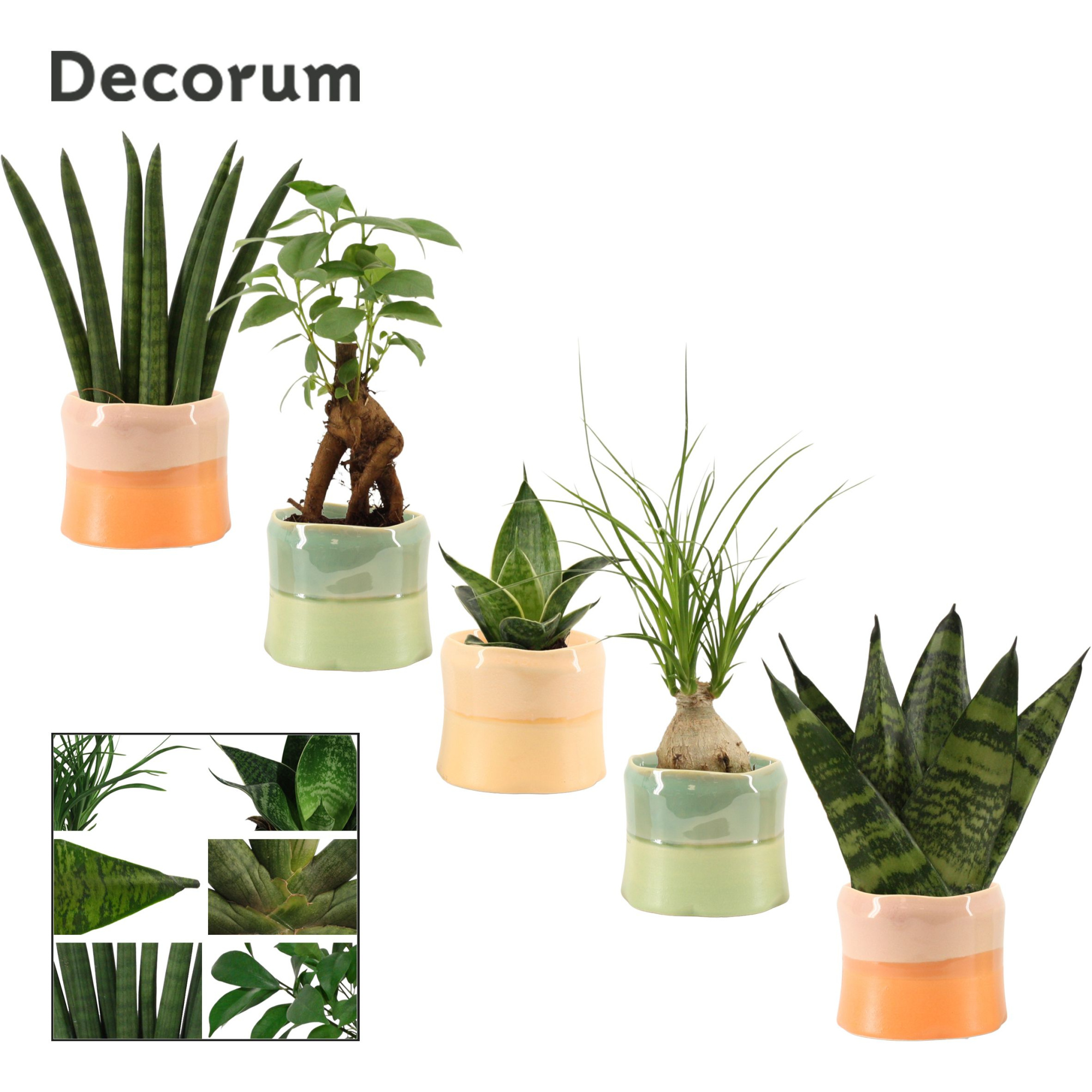 Groenmix mini in Evita (Craft world-collection), D 6 cm