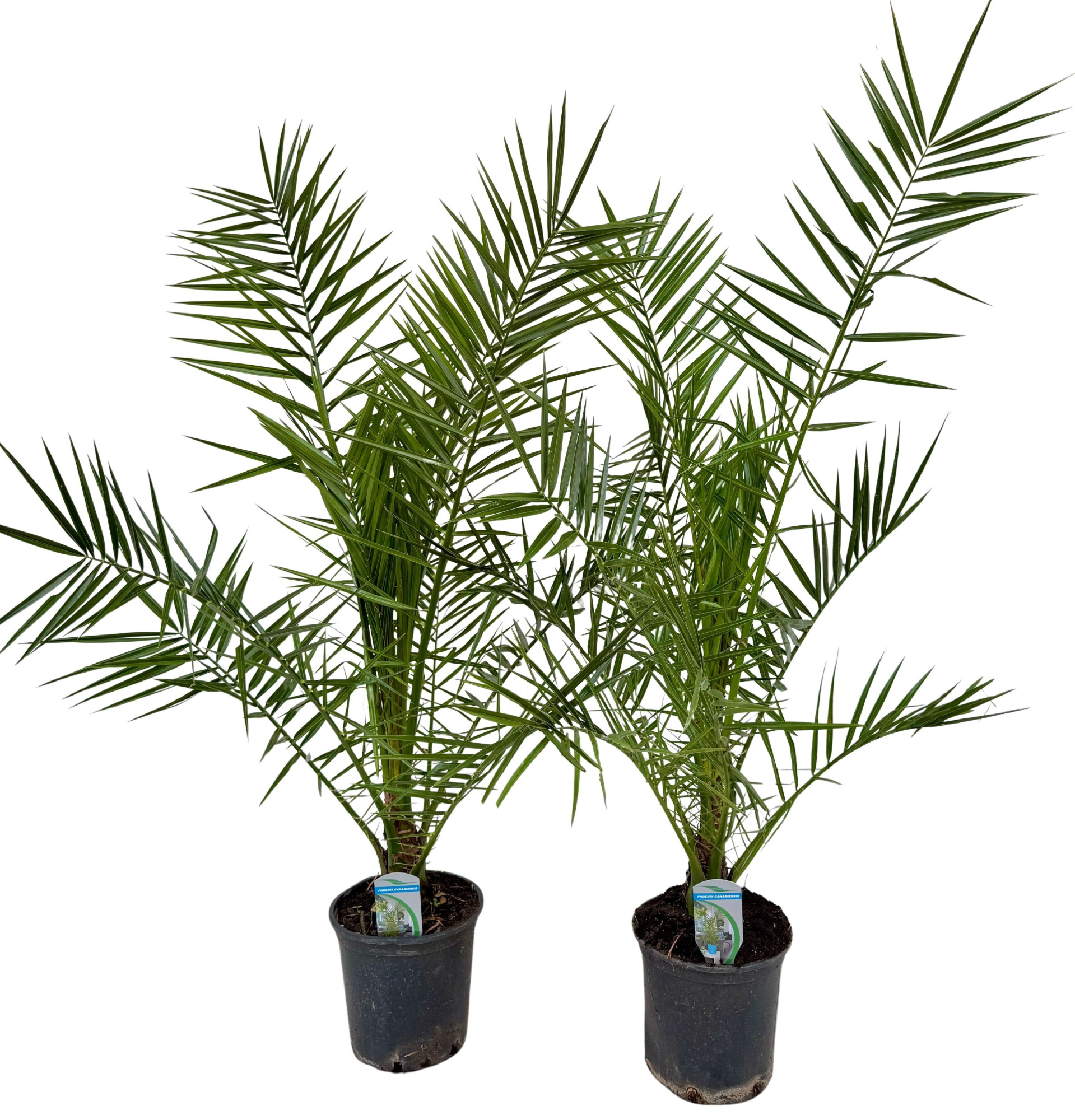 Phoenix canariensis P18 IT, D 18