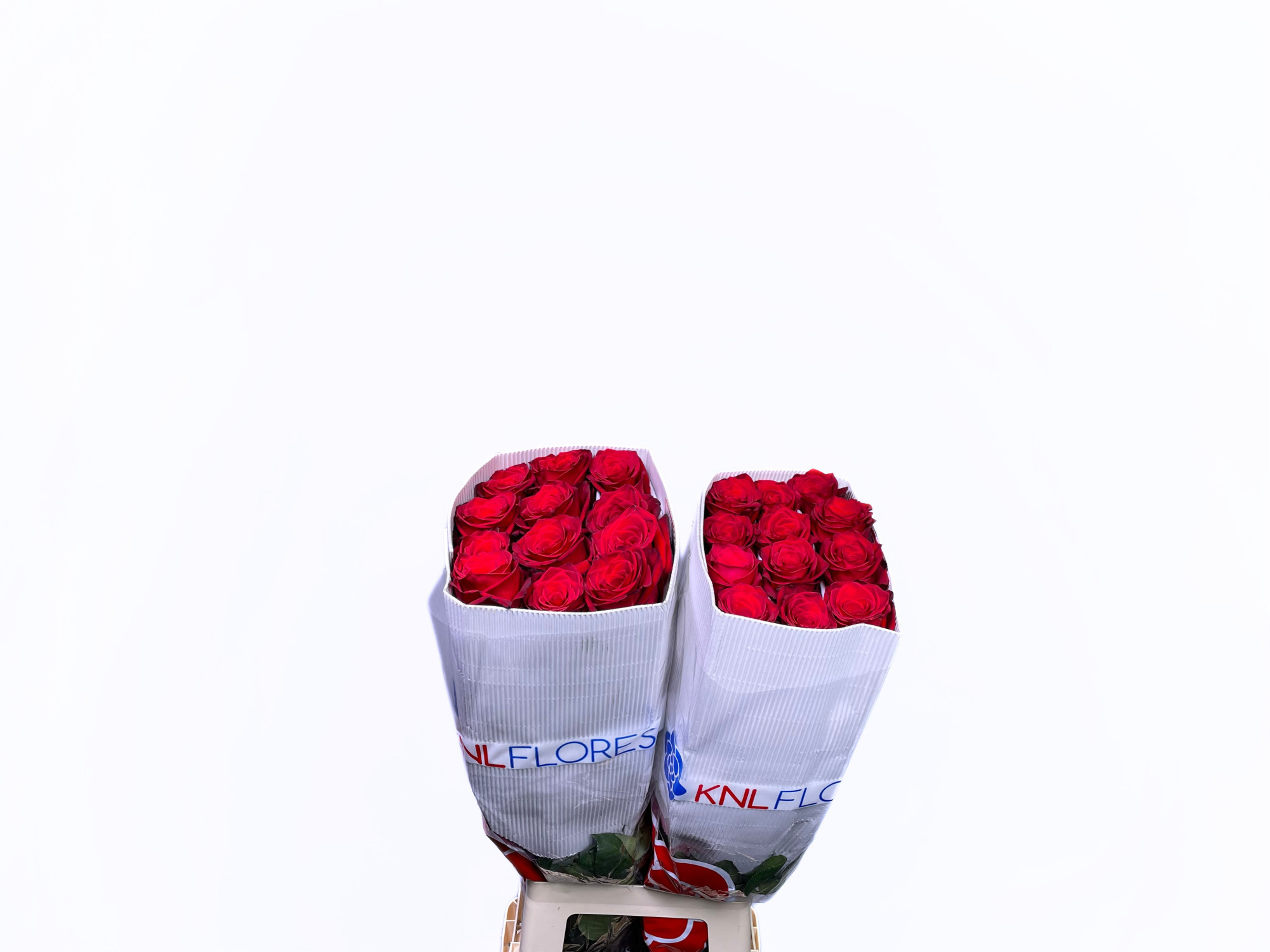 Роза од. Овериг 80, шт.