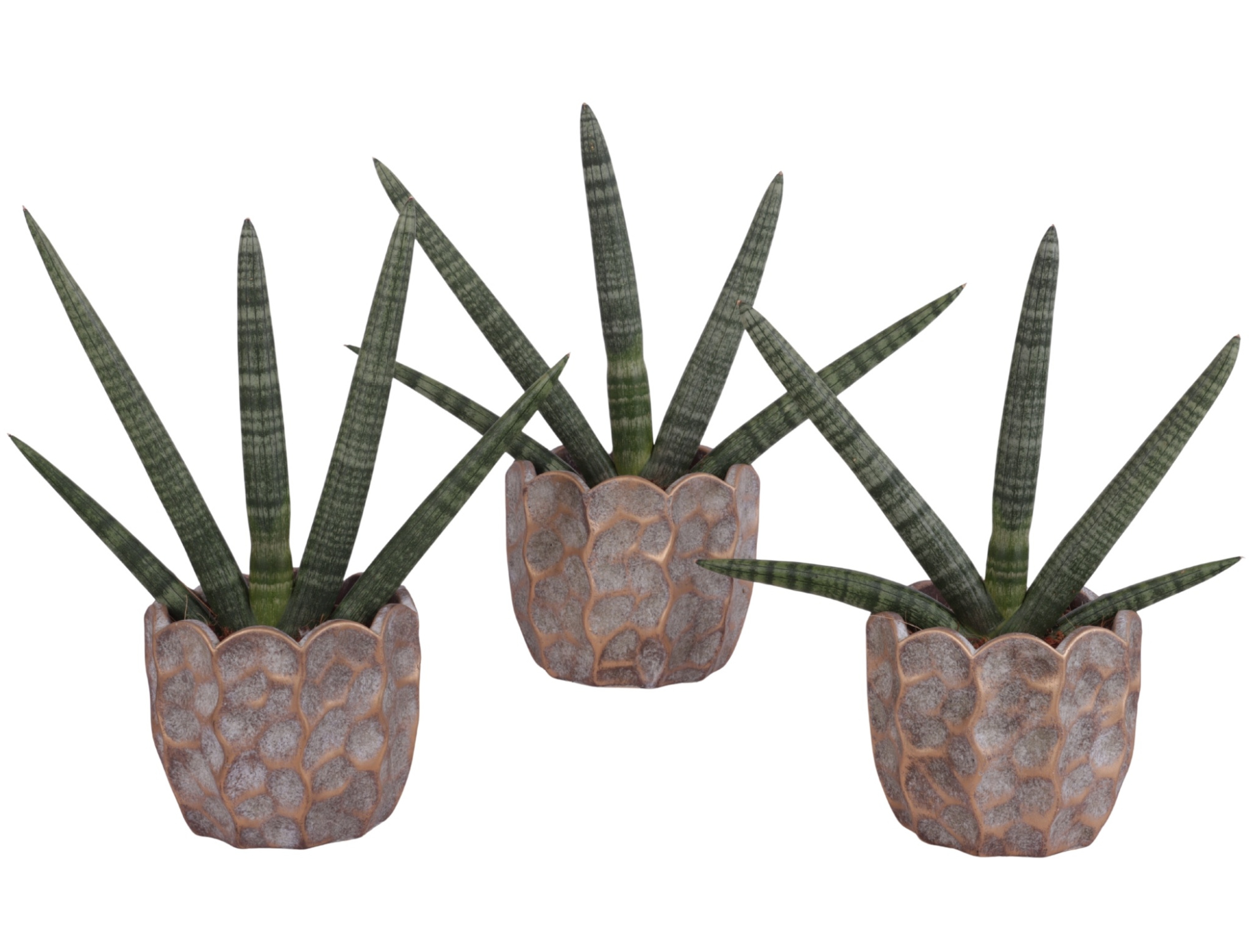 Sansevieria Cylindrica Handshake in Ø15cm Ceramic PL670, D 15