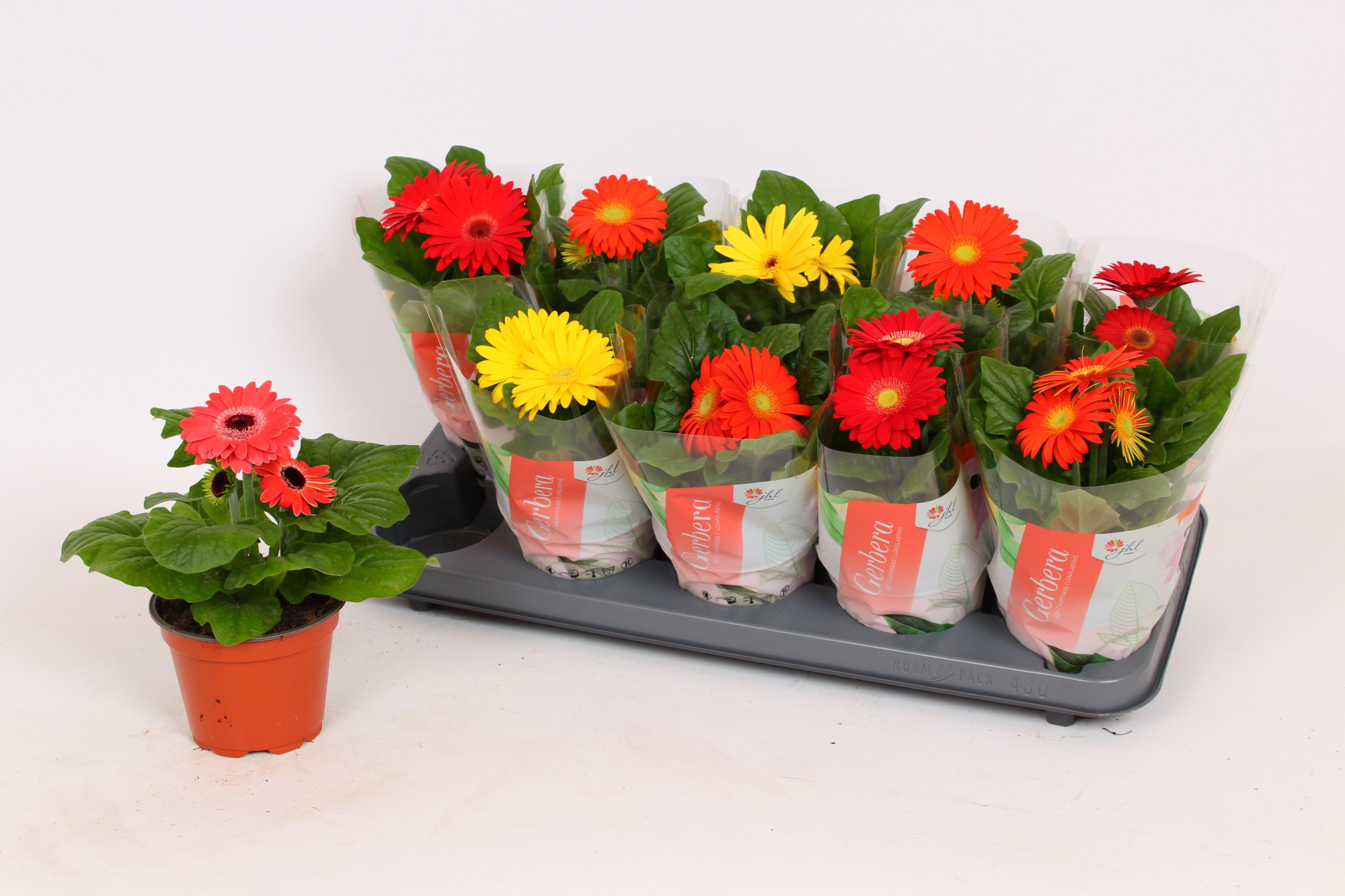 Gerbera Colourgame 18-20, D 12 cm