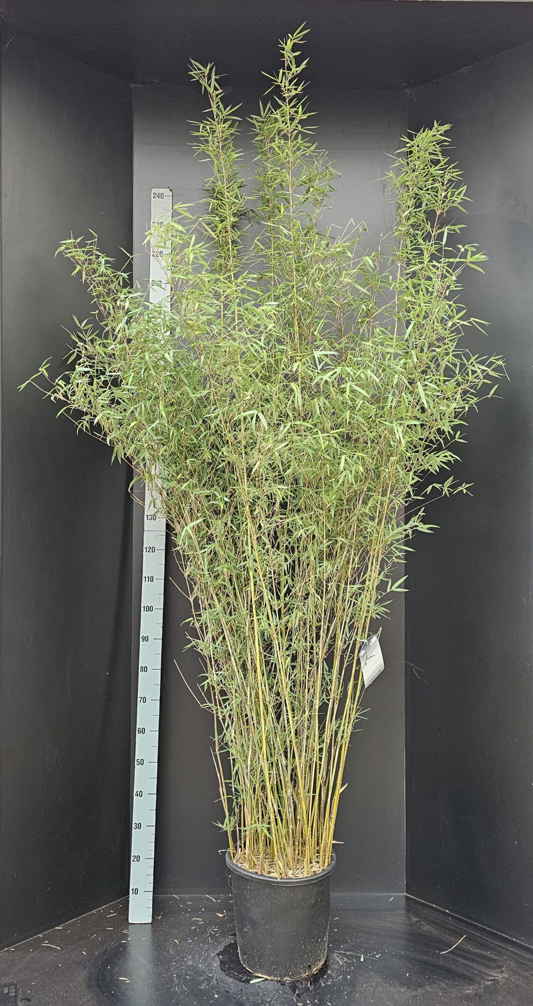 Fargesia Jiuzhaigou 1, D 40 cm