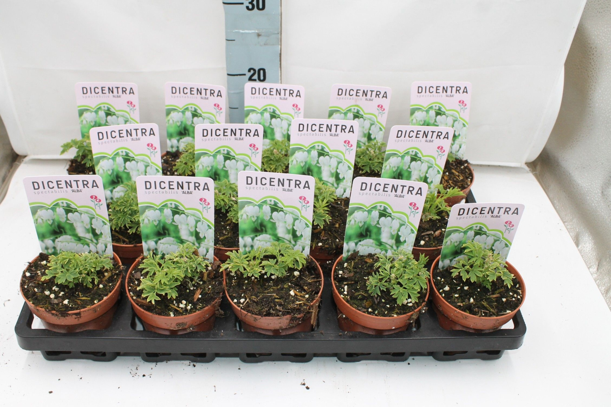 Dicentra spectabilis 'Alba', D 10,5