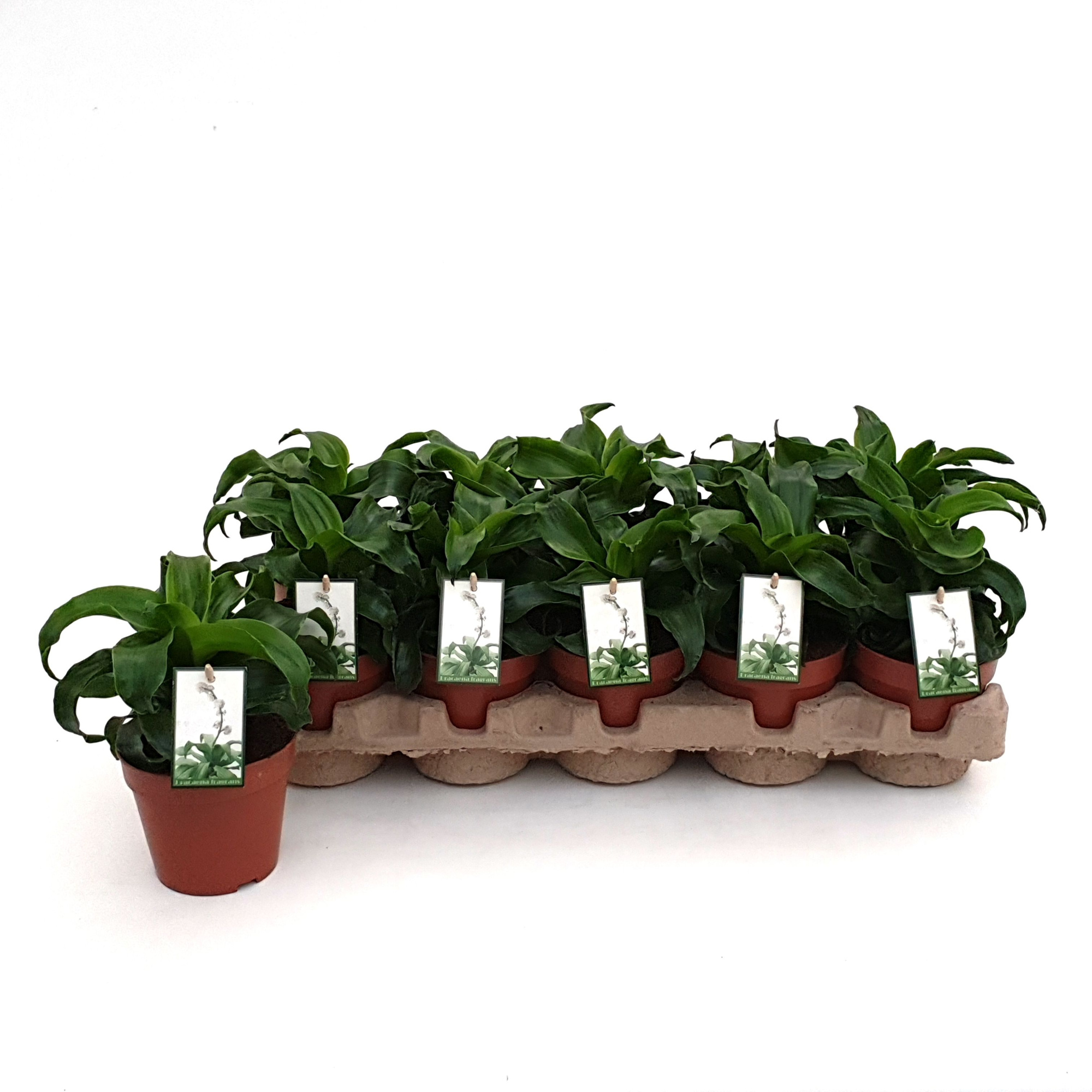 Dracaena Twist in EcoExpert tray met luxe etiket, D 12 cm