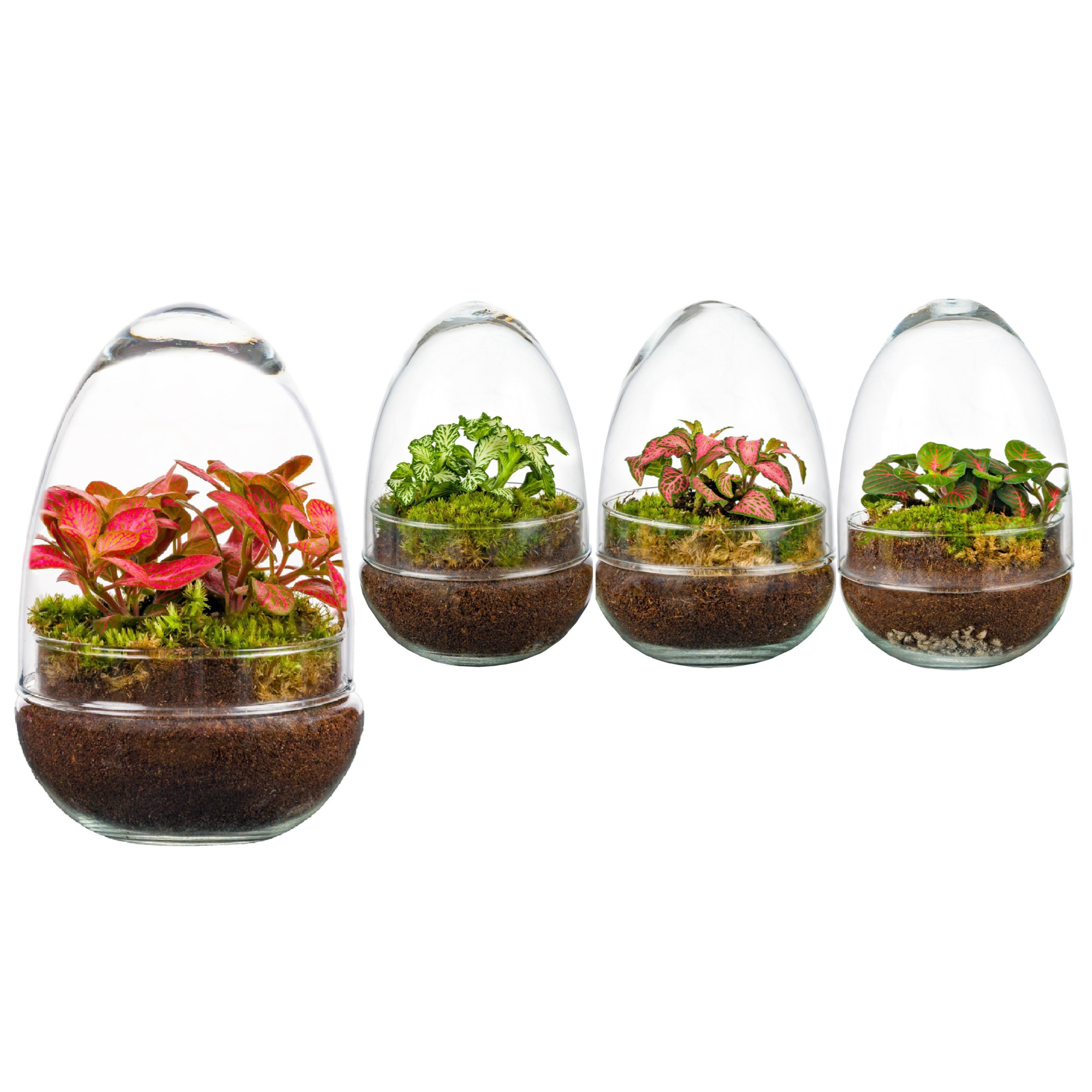 Wardians Terrarium - Oeuf small (fittonia), D 12