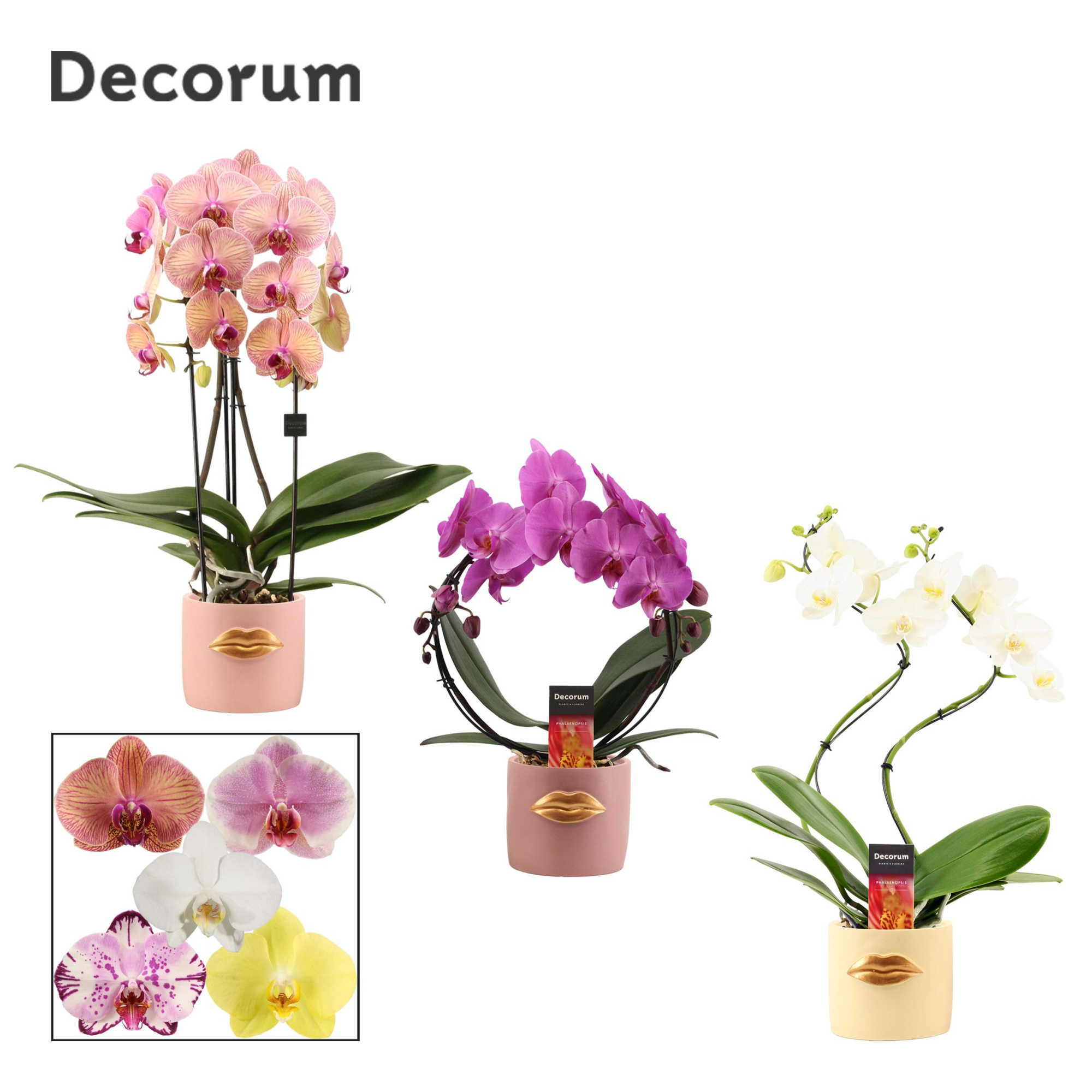 Phalaenopsis vormen mix 2 tak in Lovely (Luxury World-collection, D 12 cm
