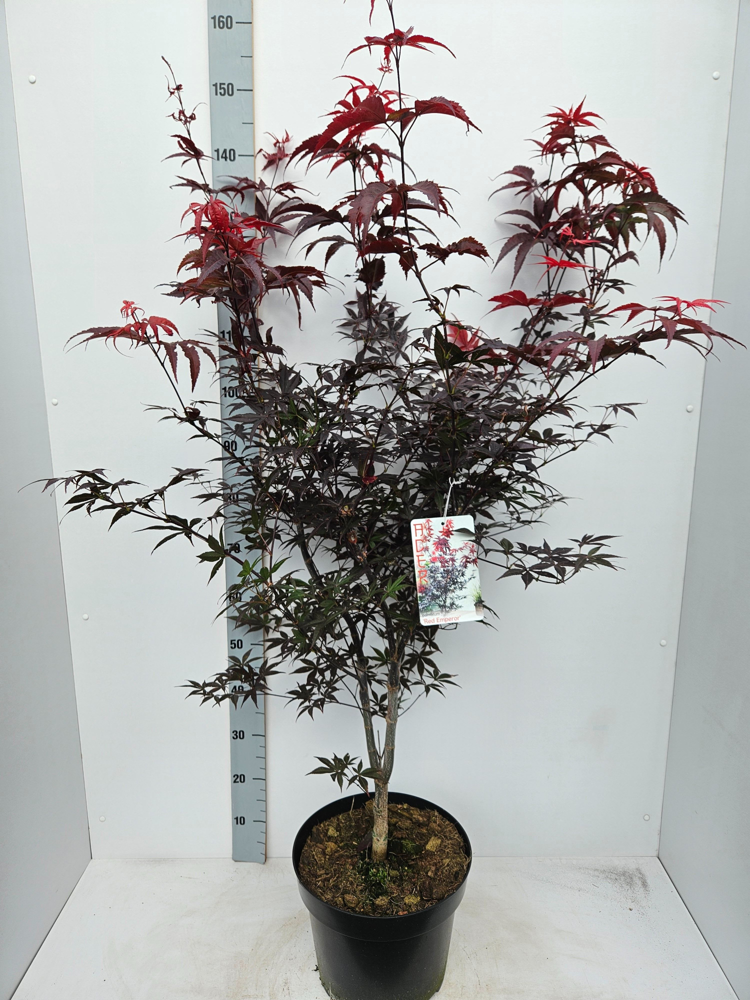 Acer palmatum 'Red Emperor', D 31 cm