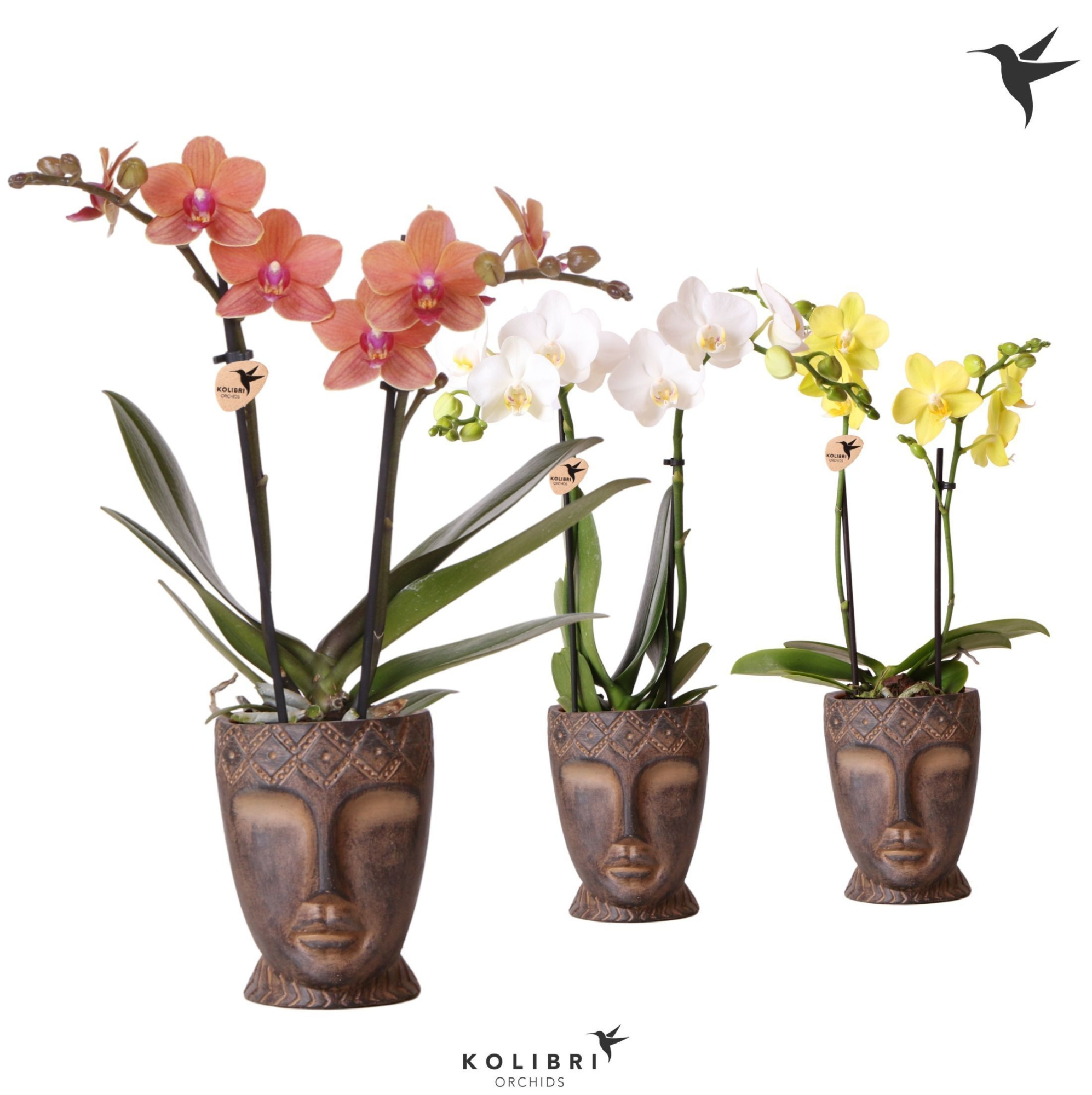 Kolibri Orchids Phalaenopsis mix 2 spike in Totem Mask pot, D 9