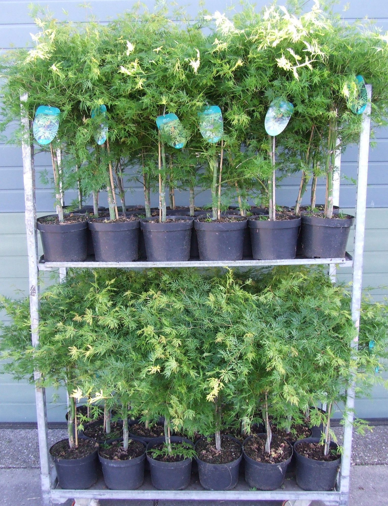 Acer palmatum 'Emerald Lace' P23 Full CC, D 23 cm