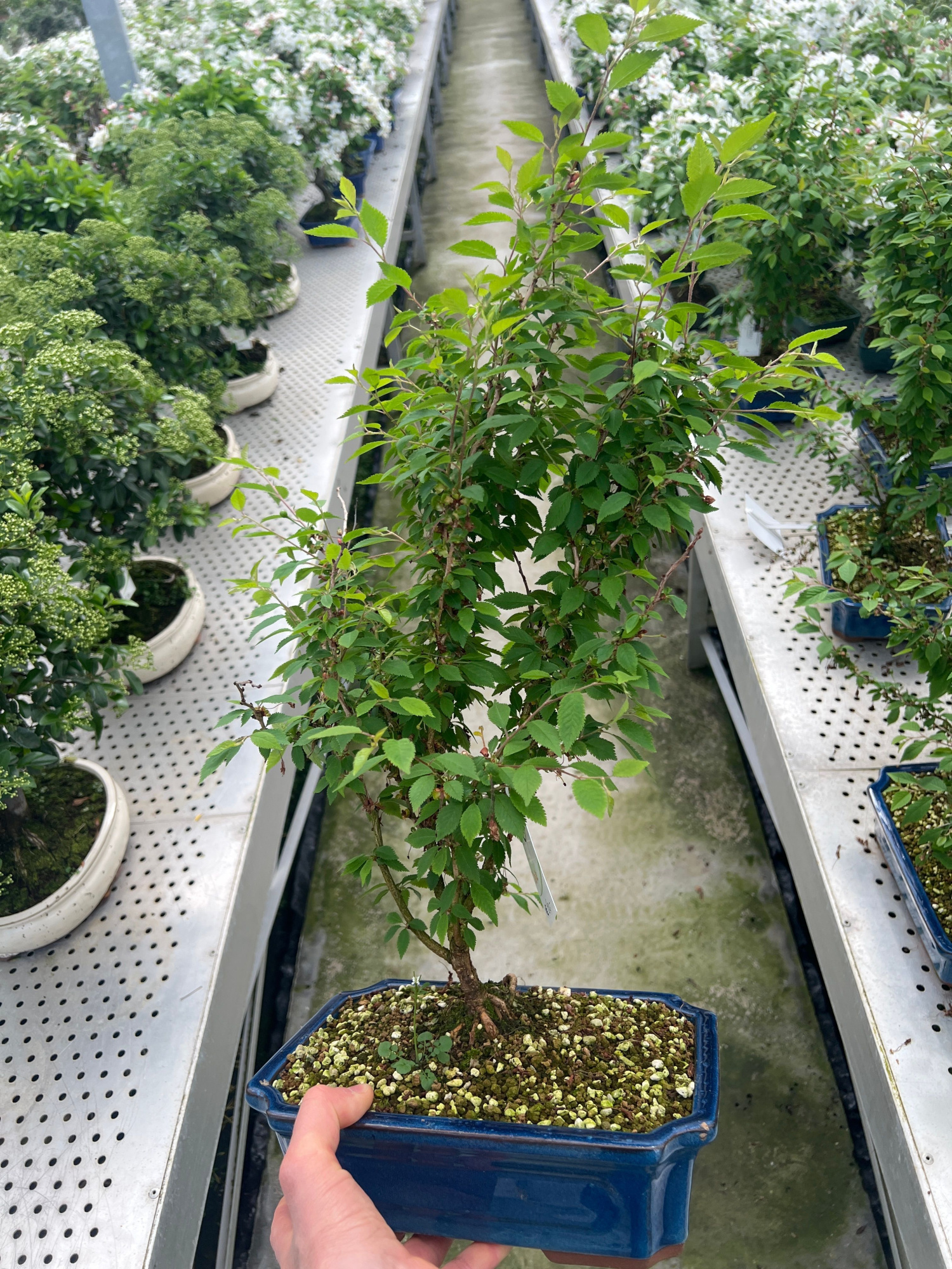 Prunus 'Kojou-no-mai', pot 26cm., D 26 cm