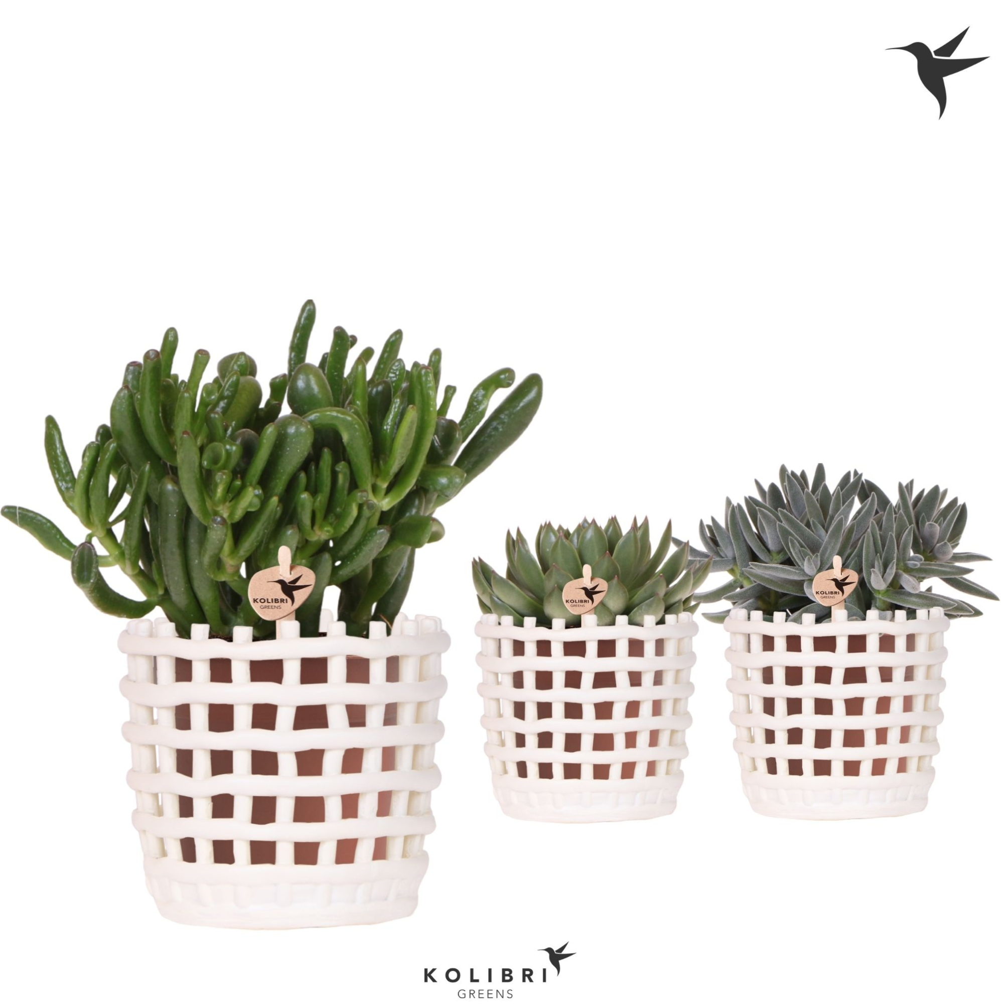 Kolibri Greens Succulenten mix in Mesh pot white, D 12 cm