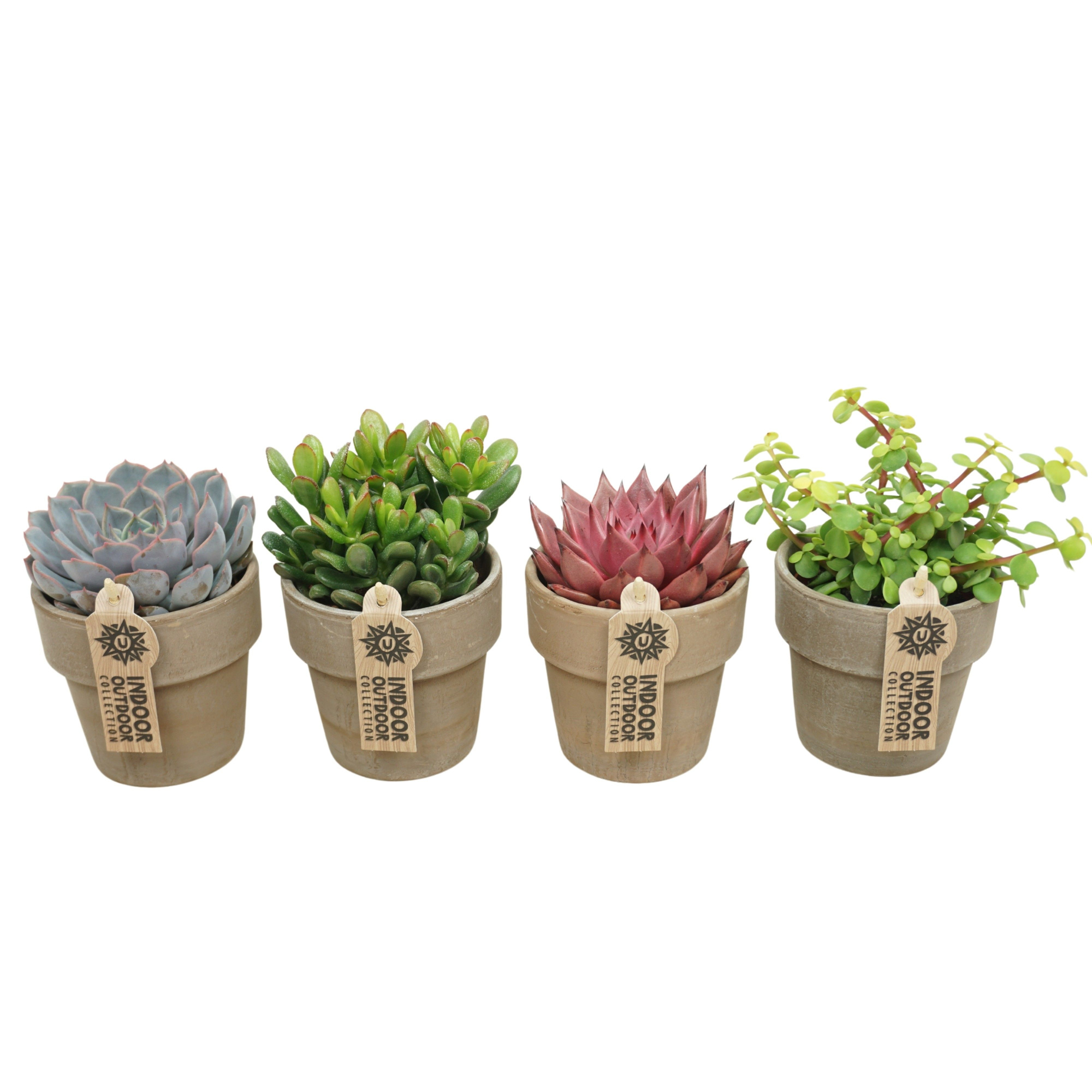 Succulent mix in 10 cm 'Grijze Kraagpot', D 8,5 cm
