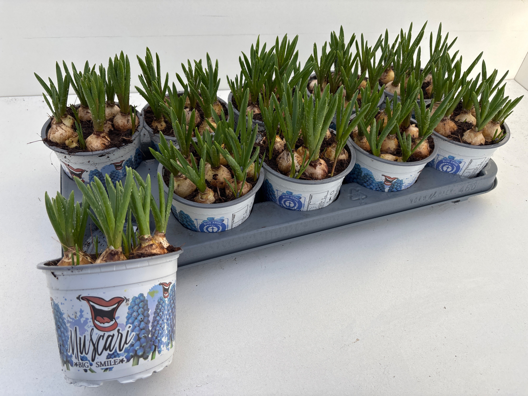 muscari big smile 12cm, D 12