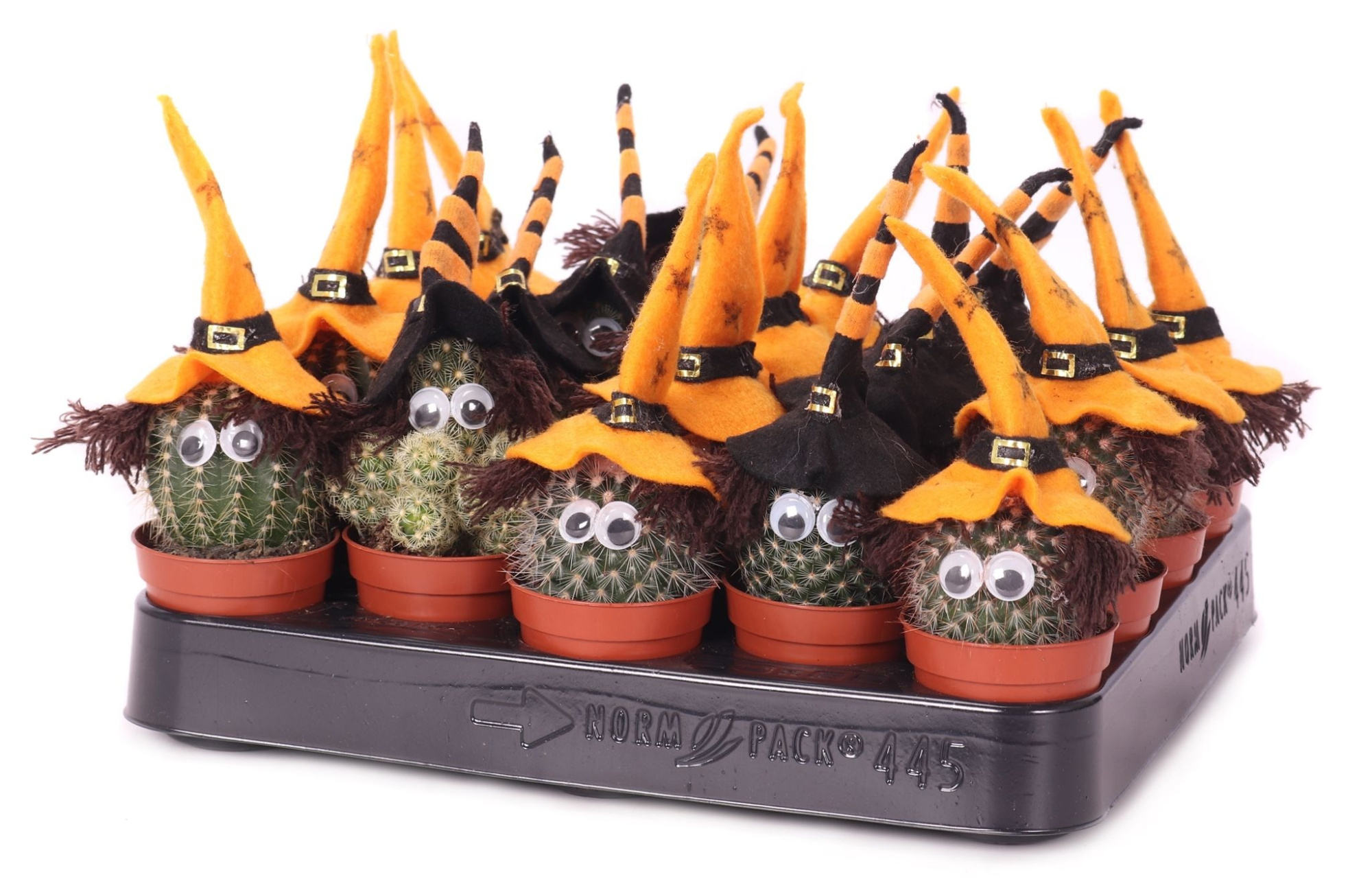 Cactus heks 5,5 cm, D 5,5 cm