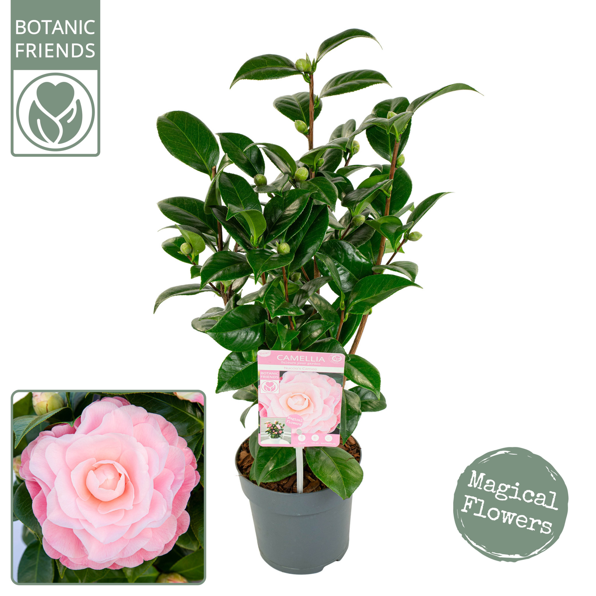 Camellia jap. 'Nuccio's Cameo' Premium, D 15 cm