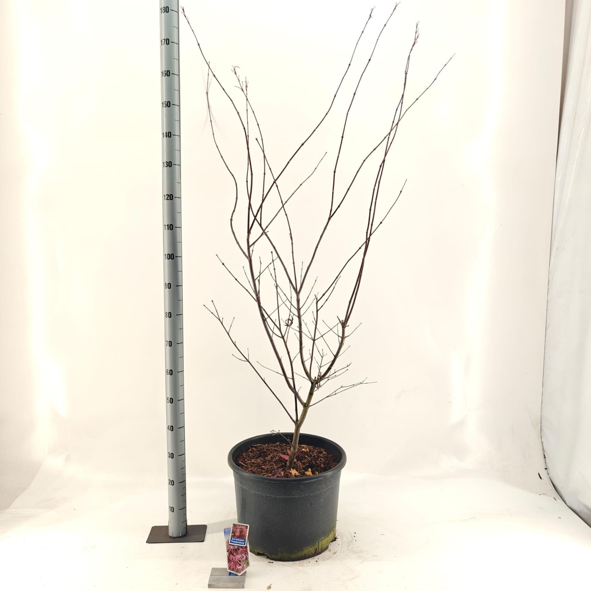 Acer pal. 'Trompenburg', D 40