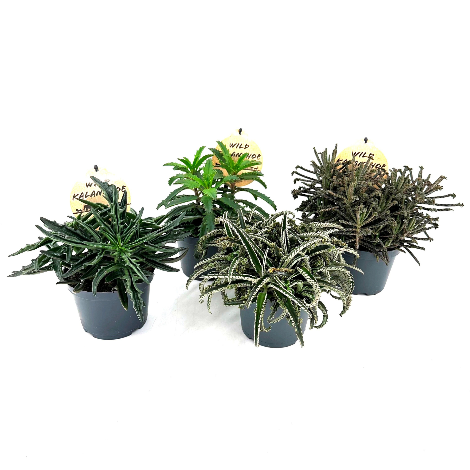 Wild Kalanchoe Mix, D 12 cm