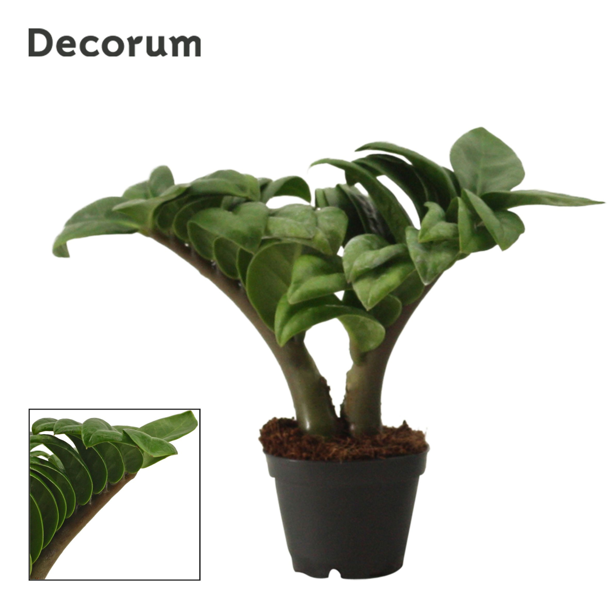 Zamioculcas Zenzi V-leaf 6 cm, 2 veren (Decorum), D 6 cm