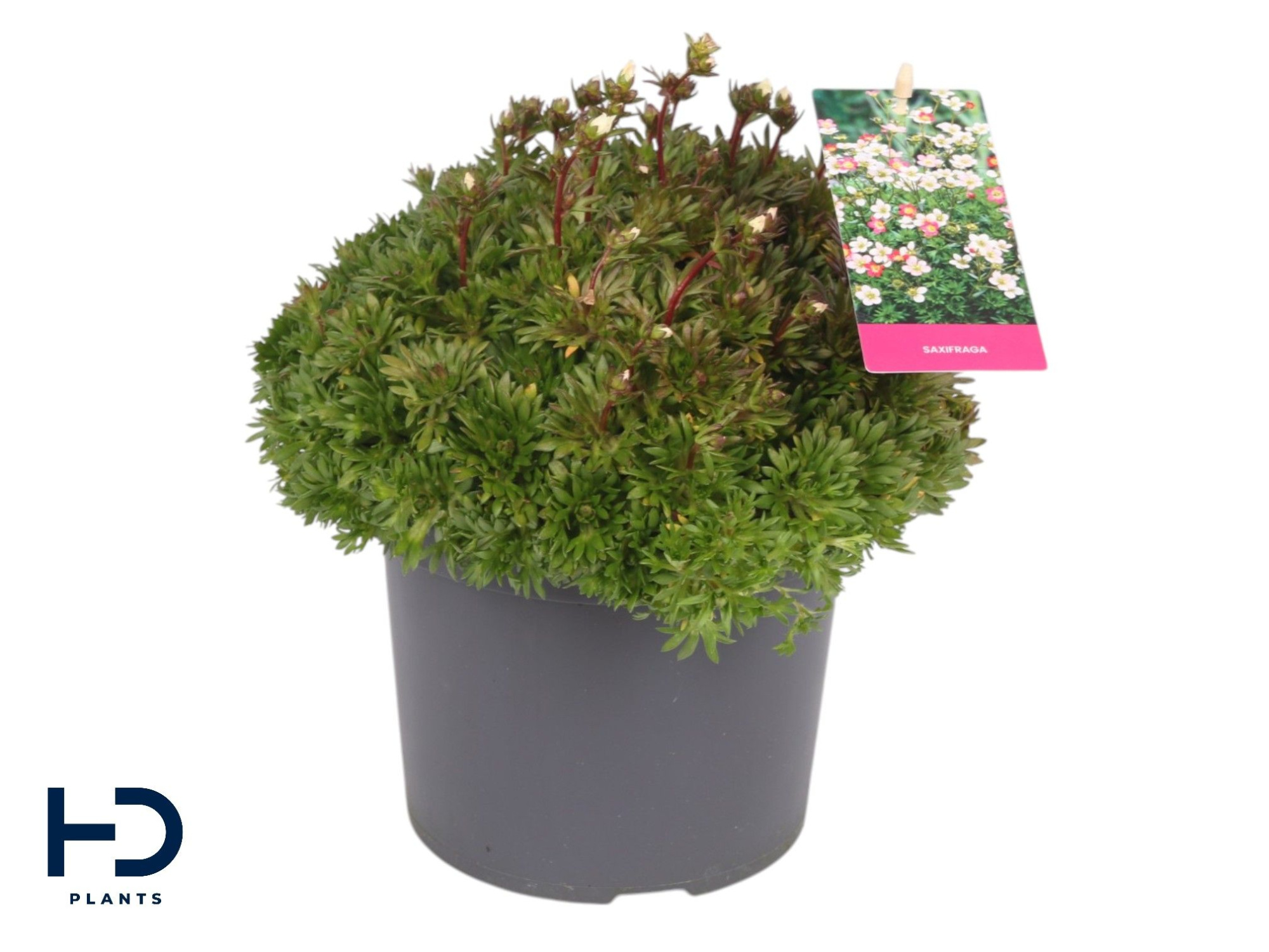 Saxifraga x.a. 17cm Marto White, D 17