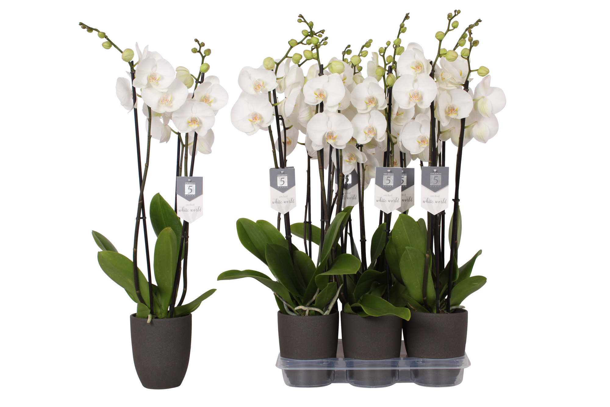 Phalaenopsis White World, 3-spike Anthracite Ceramics, D 12 cm
