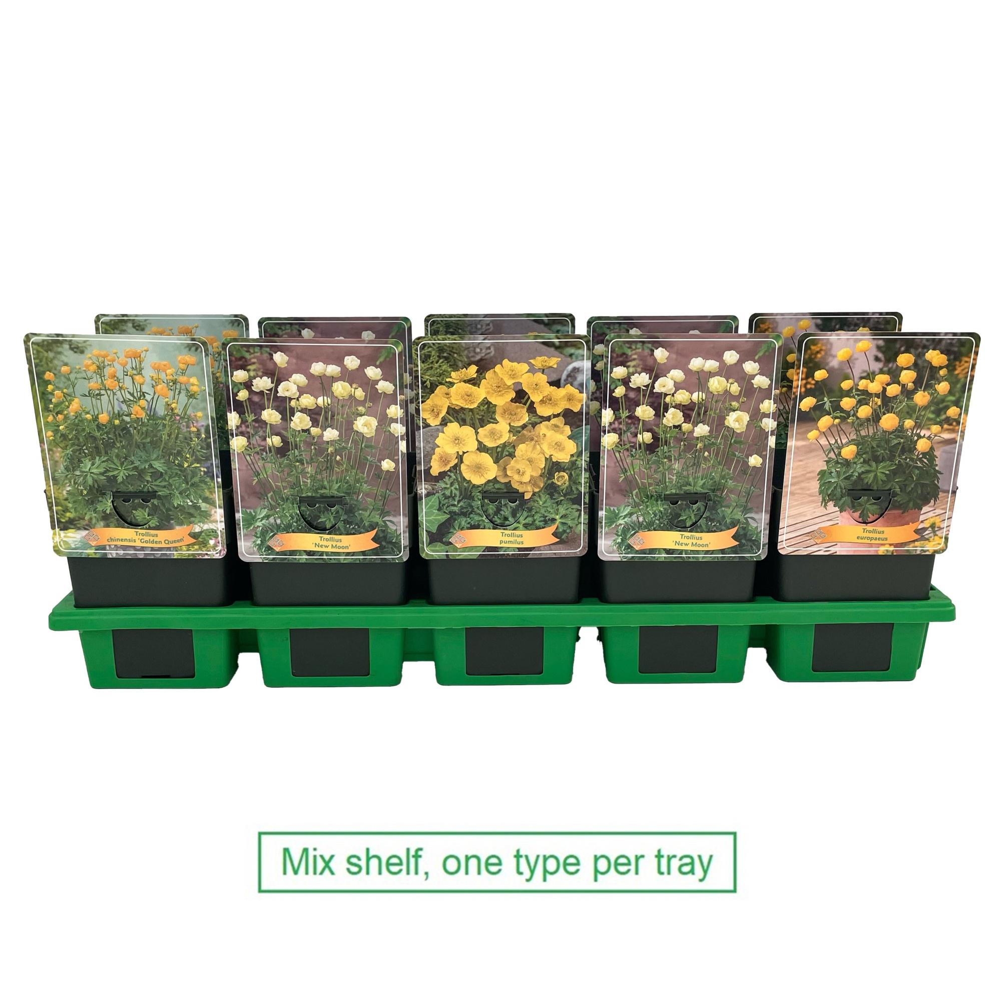 Trollius mix laag P11, D 11 cm