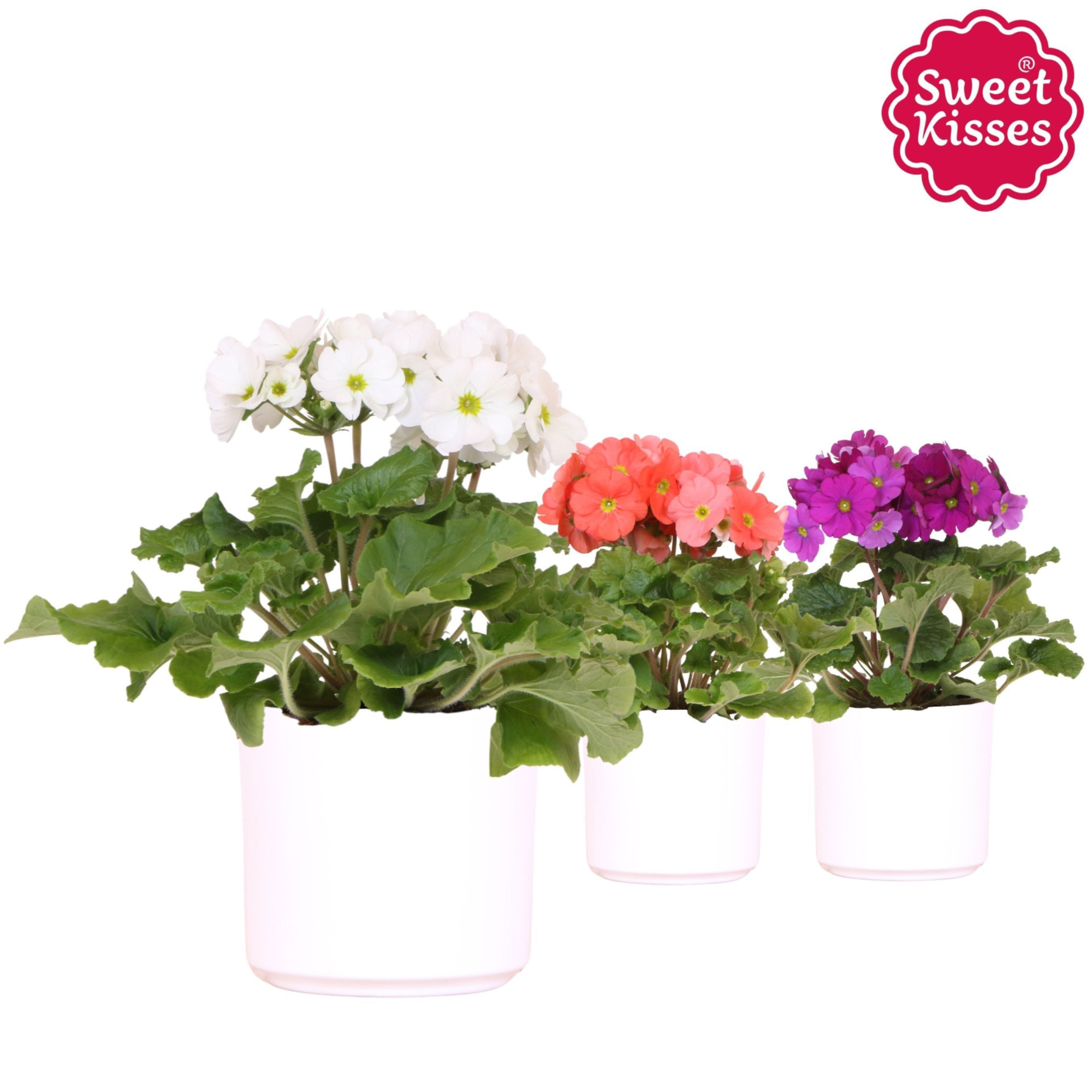 Primula Obconica Sweet Kisses mix in Simplicity pot white, D 12