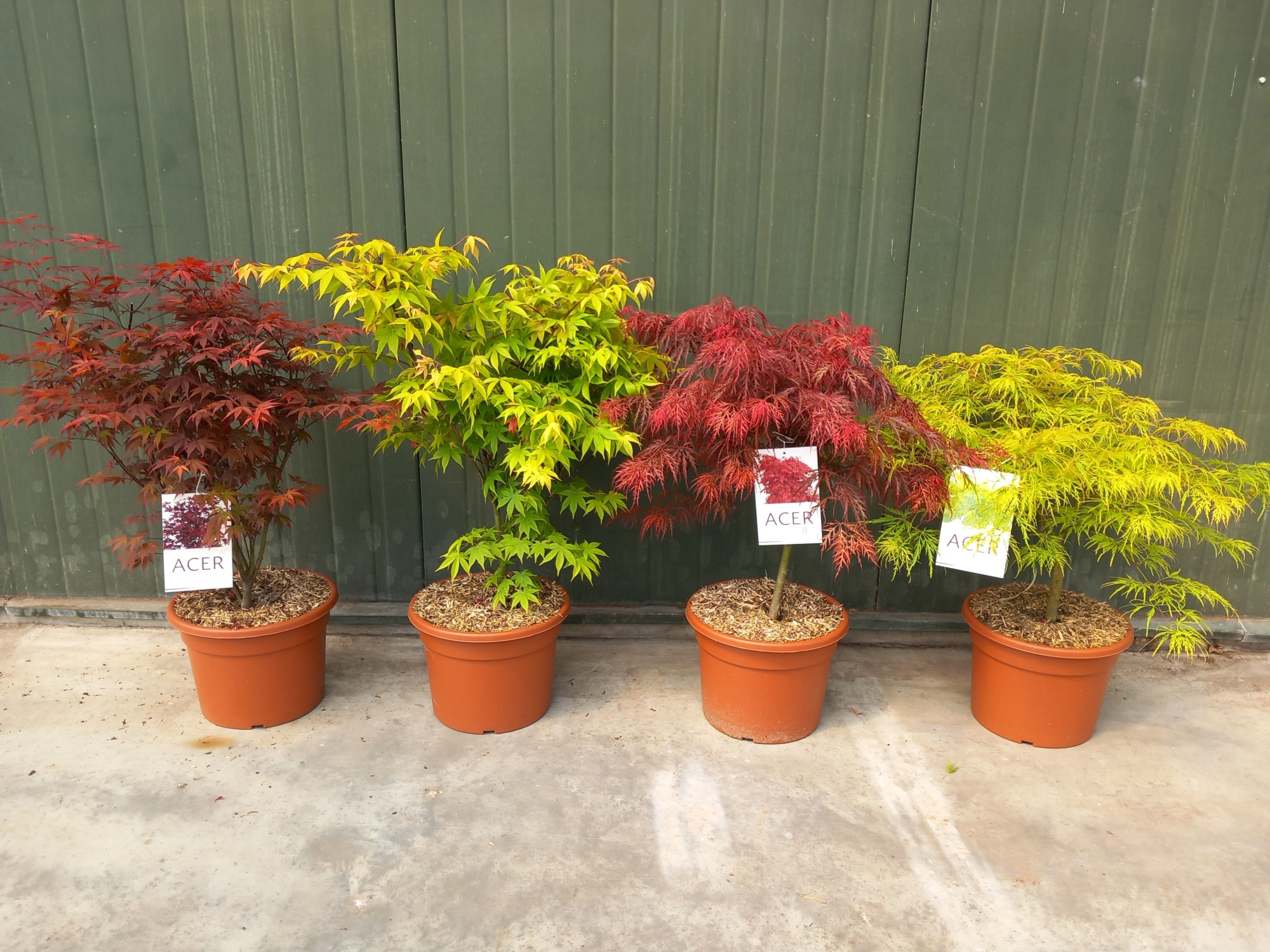 Acer palmatum mix C15, D 32 cm