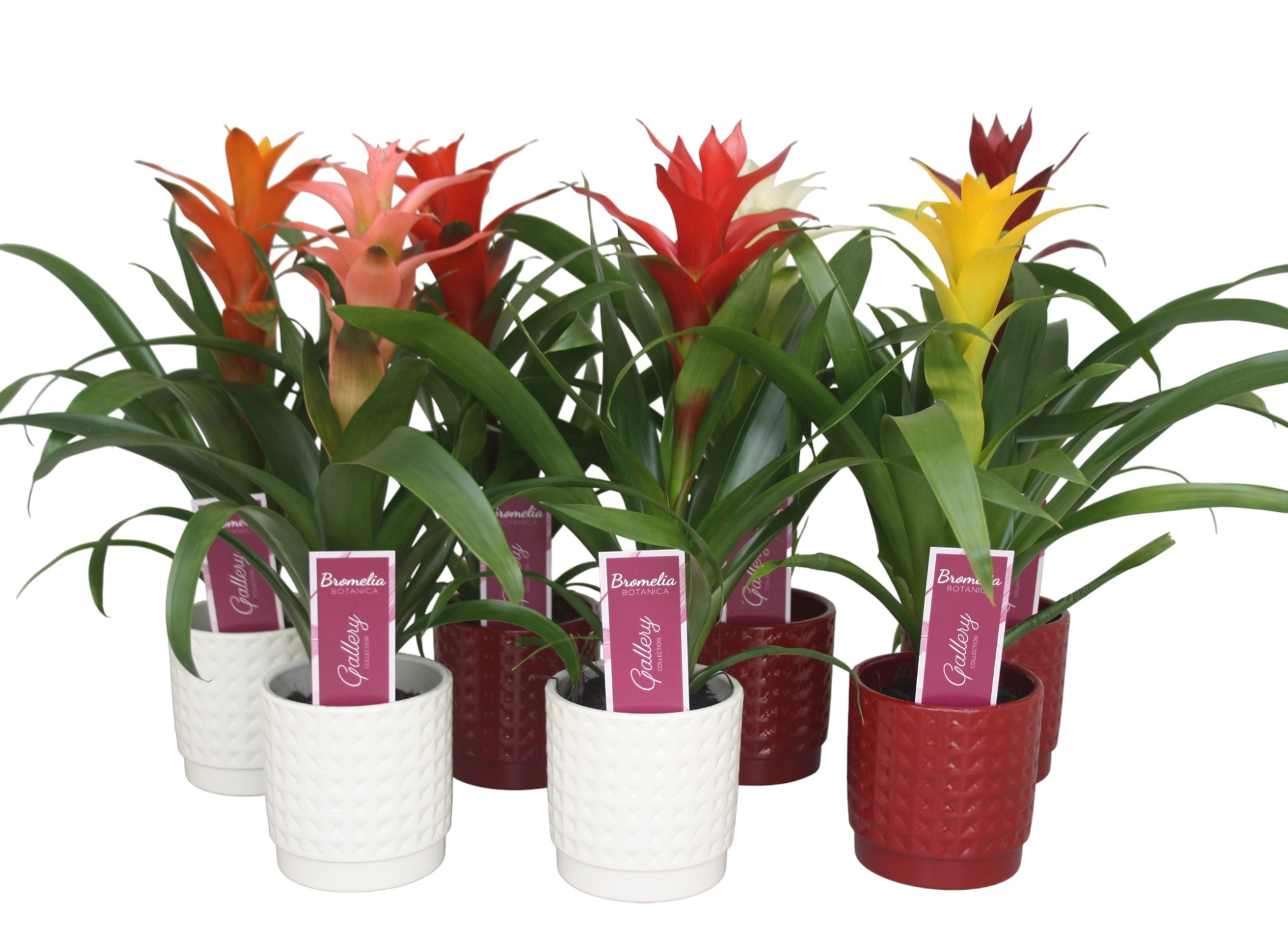 Guzmania gemengd in rood en wit ruit keramiek, D 10