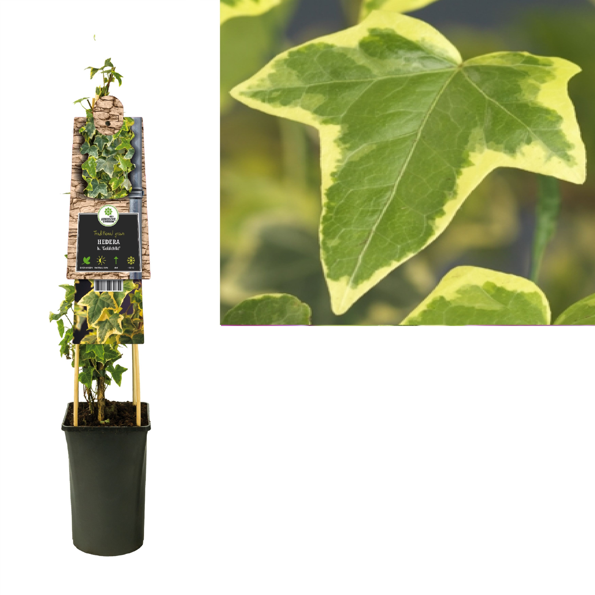 Hedera h. 'Goldchild' +3.0 label, D 17 cm