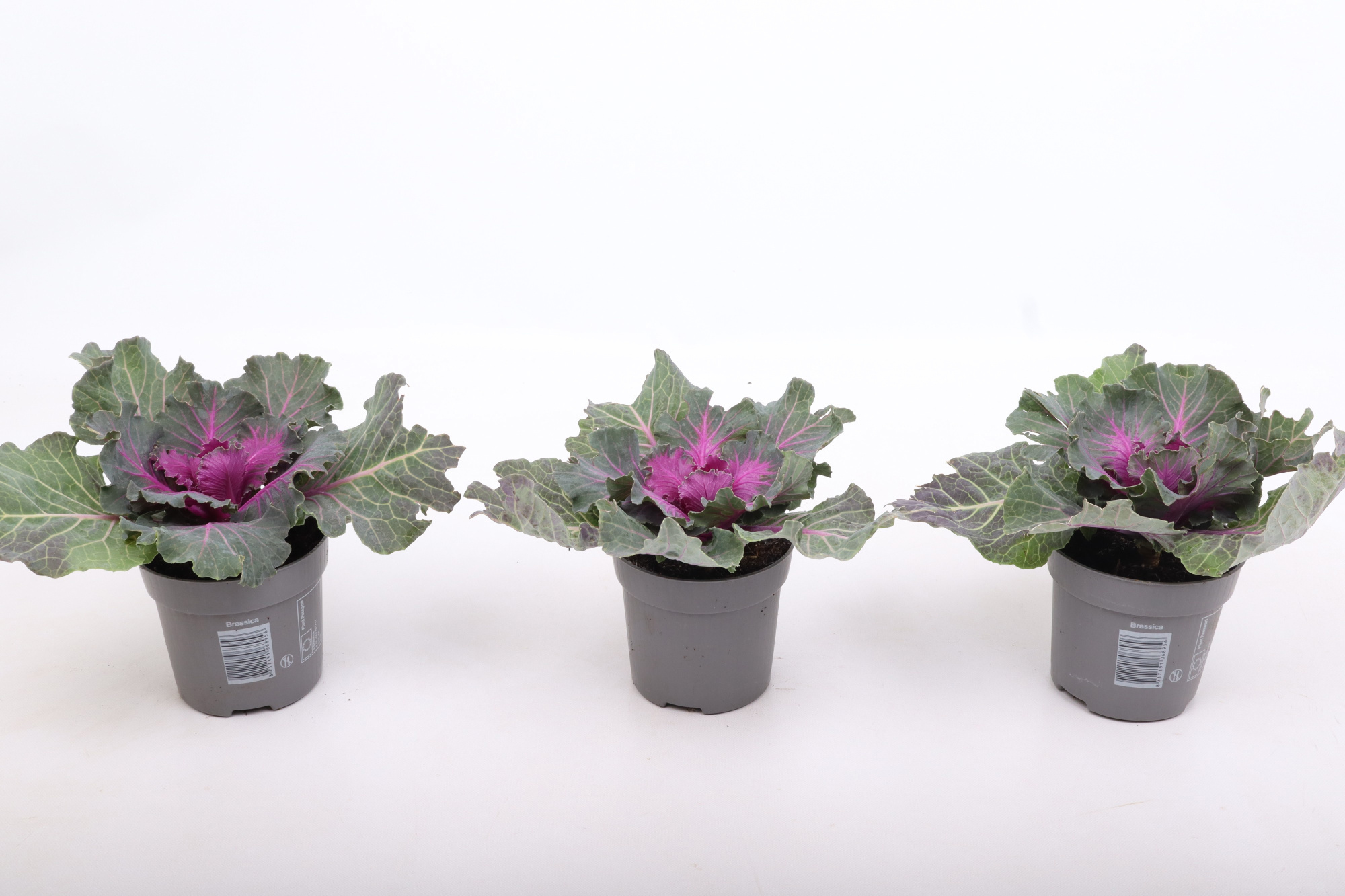 Brassica glad rood gekarteld 10,5 cm, D 10,5 cm