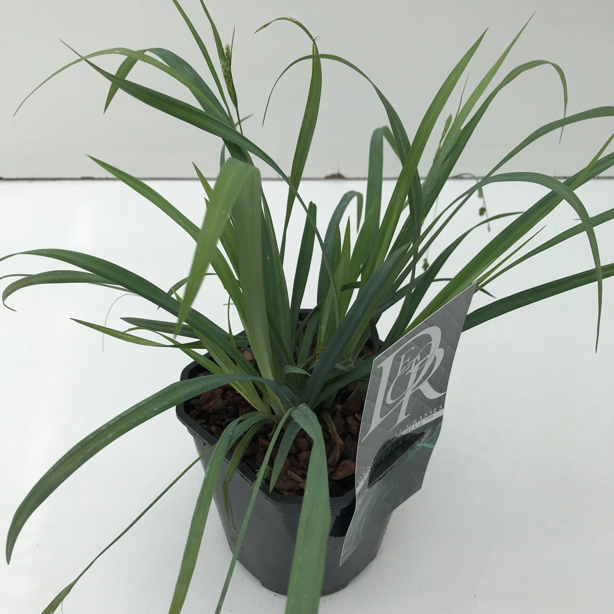 Carex 'Bunny Blue', D 17 cm