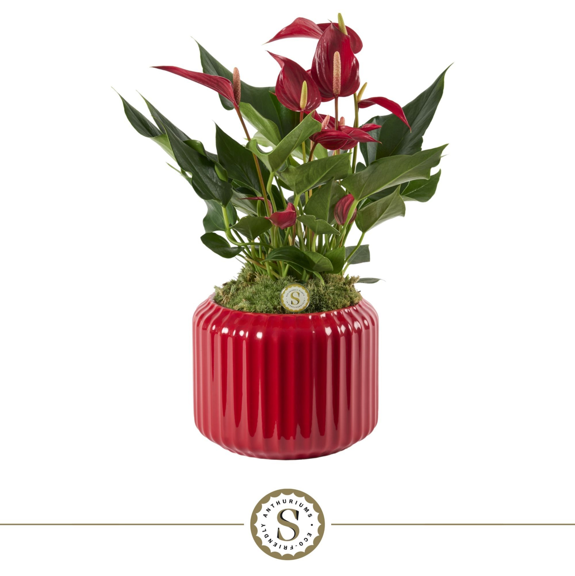 Bologna Keramiek Red - Roja, D 12 cm