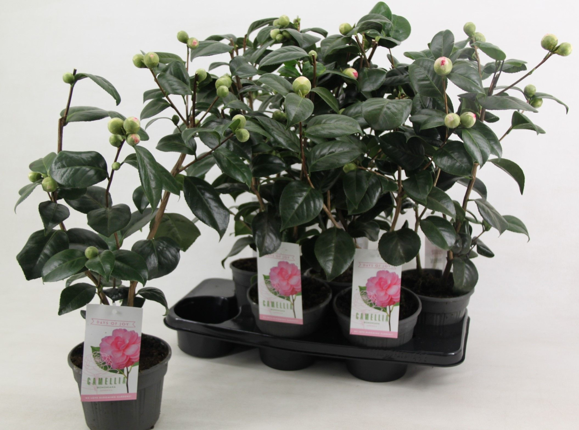 Camellia japonica 'Bonomiana' 15 cm, D 15 cm