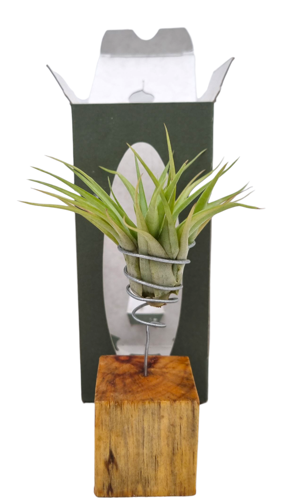 Tillandsia houtblok gift package, D 9