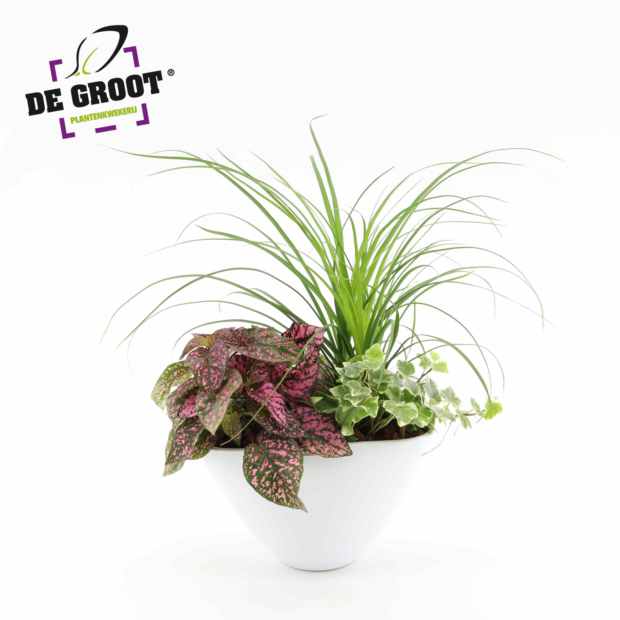 Arrangement Nolina in enveloppot, D 18