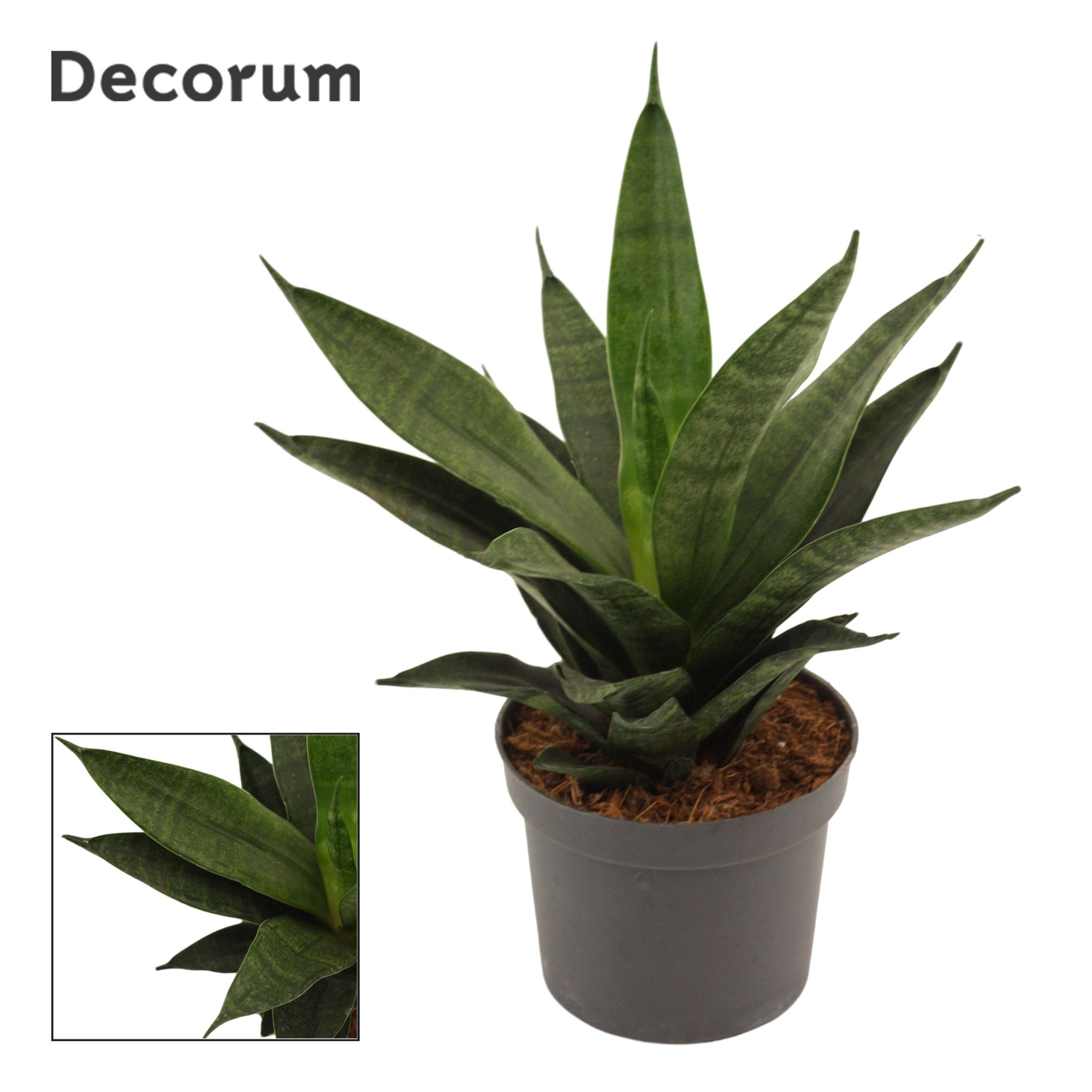 Sansevieria Black Widow crown 9 cm (Decorum), D 9 cm