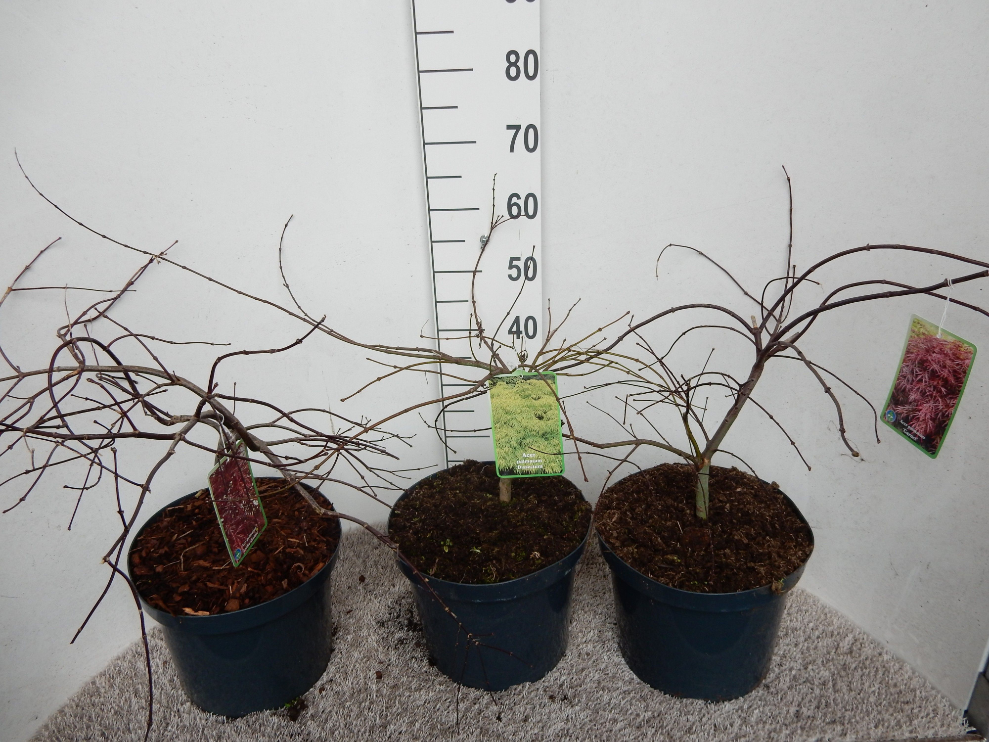 Acer palmatum in cultivars 30-40 P28, D 28 cm