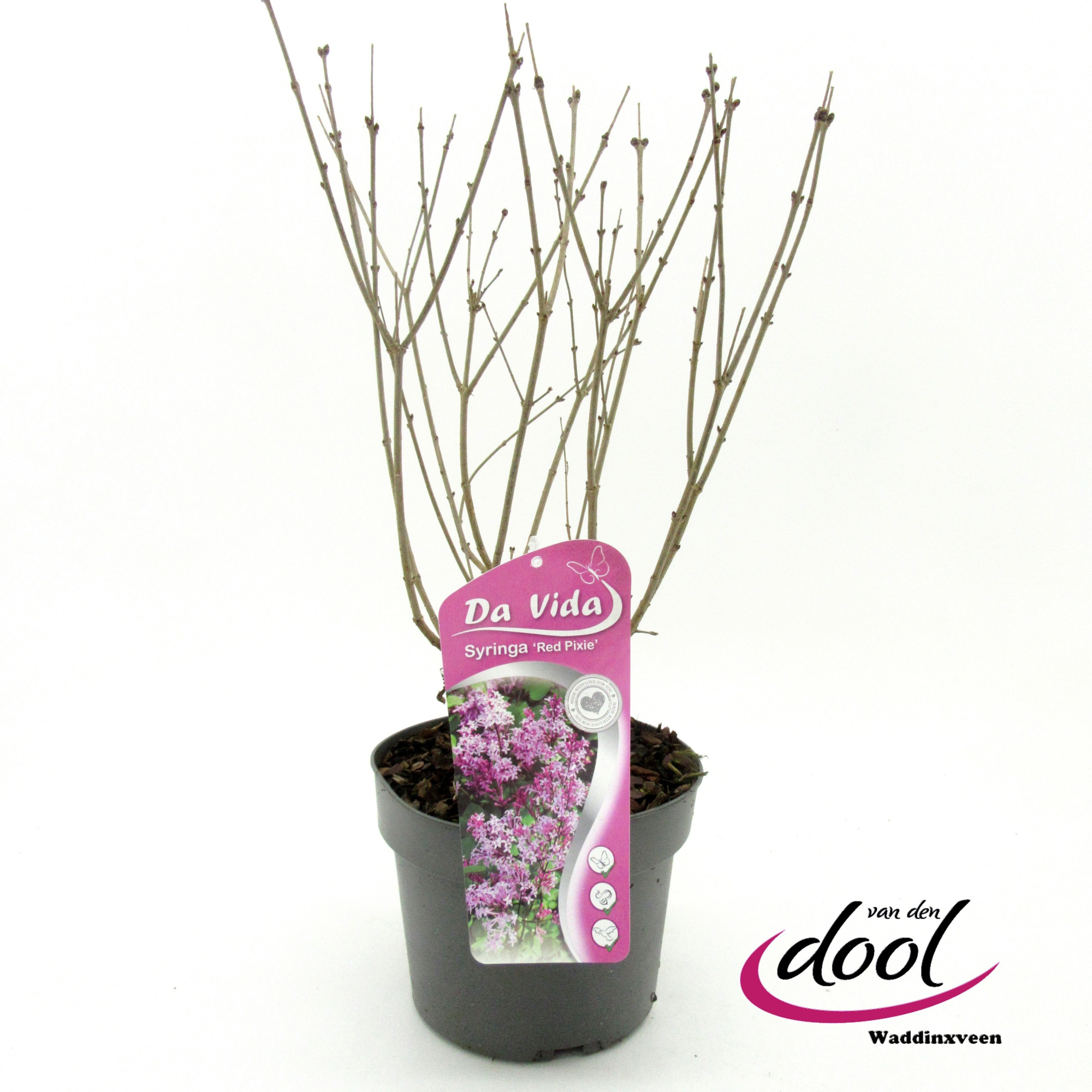 Syringa mey. Red Pixie, D 19