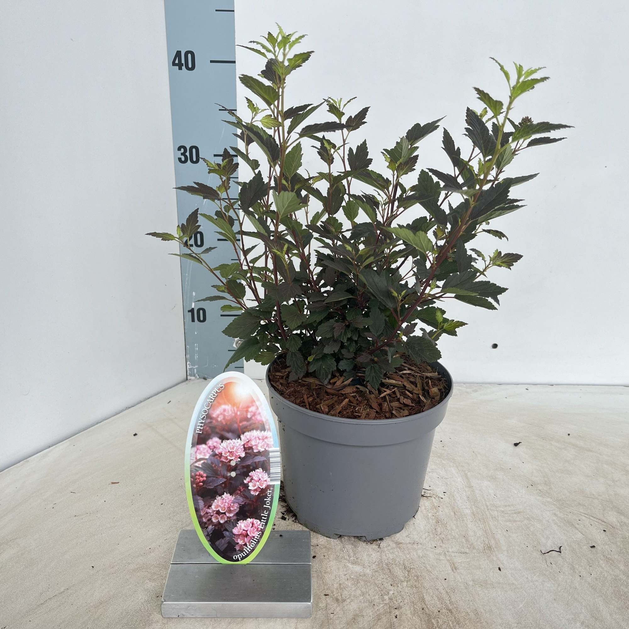 Physocarpus opulifolius Little Joker ('Hoogi021'PBR), D 17 cm