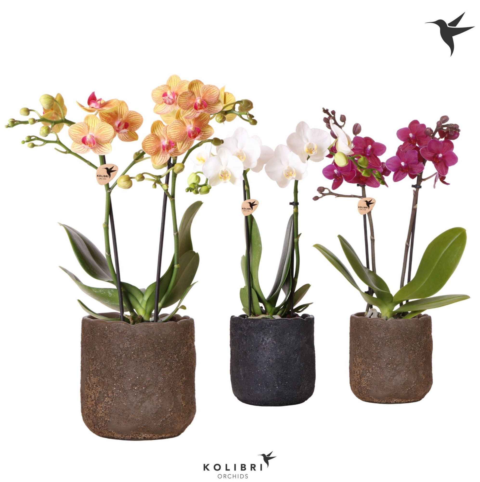 Kolibri Orchids Phalaenopsis mix 2 spike in Moon pot mix, D 9