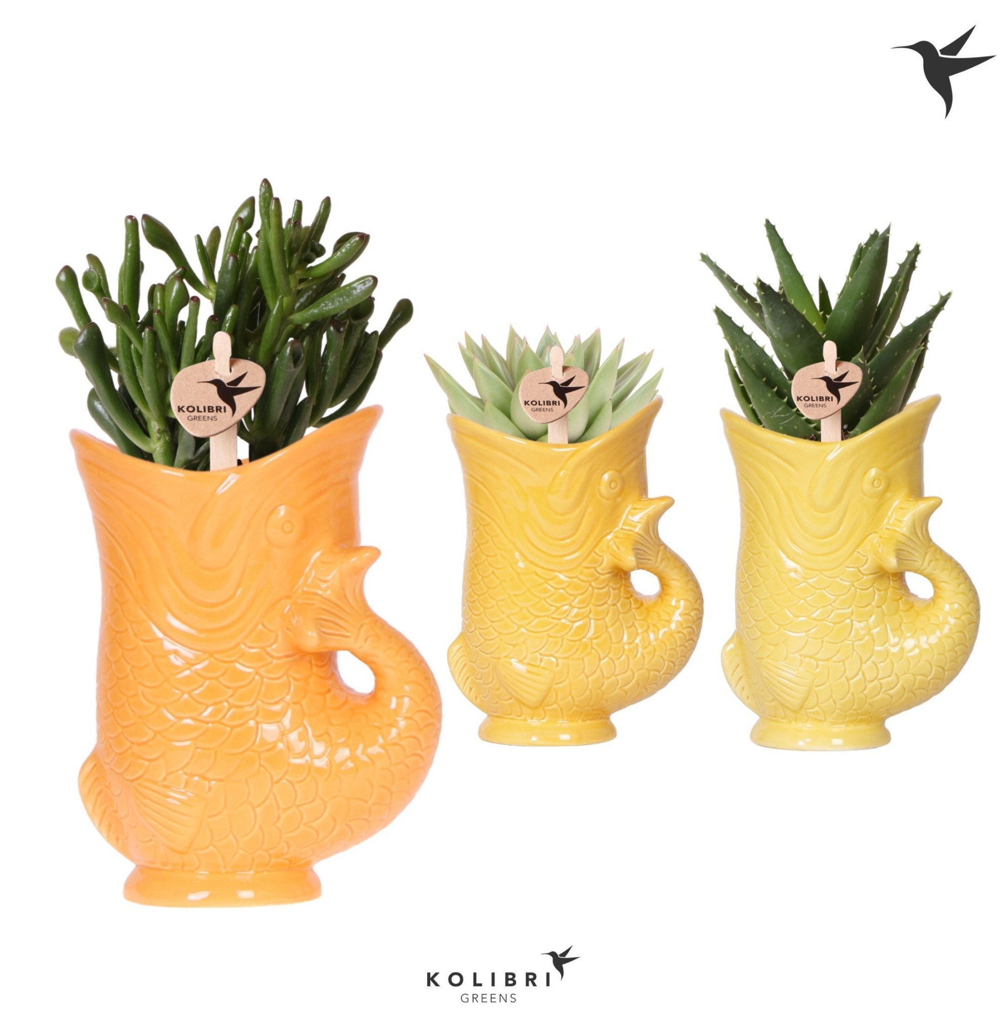 Kolibri Greens Succulenten mix in Fish pot yellow mix, D 9 cm