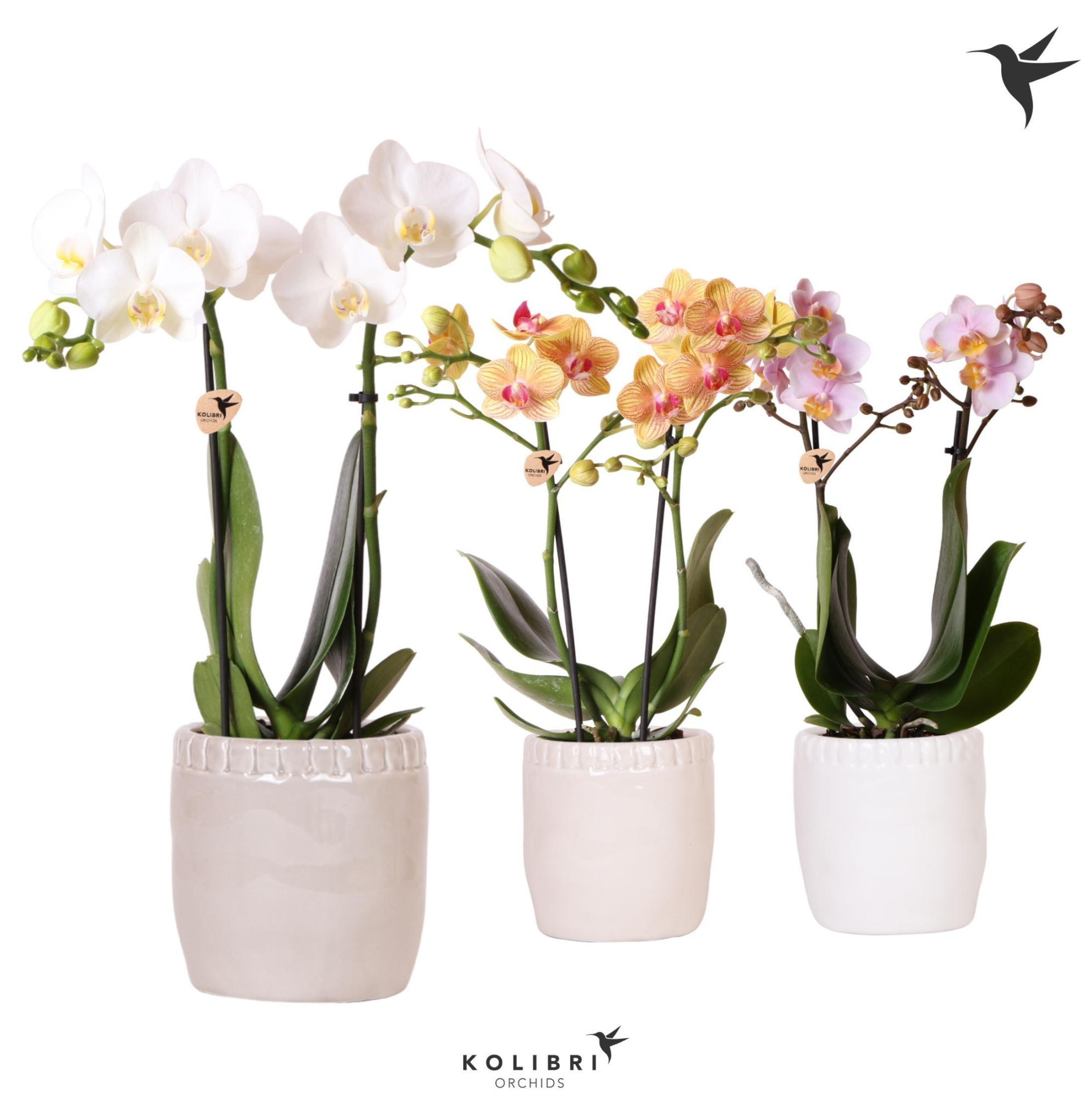 Kolibri Orchids Phalaenopsis mix 2 spike in Stones pot mix, D 9