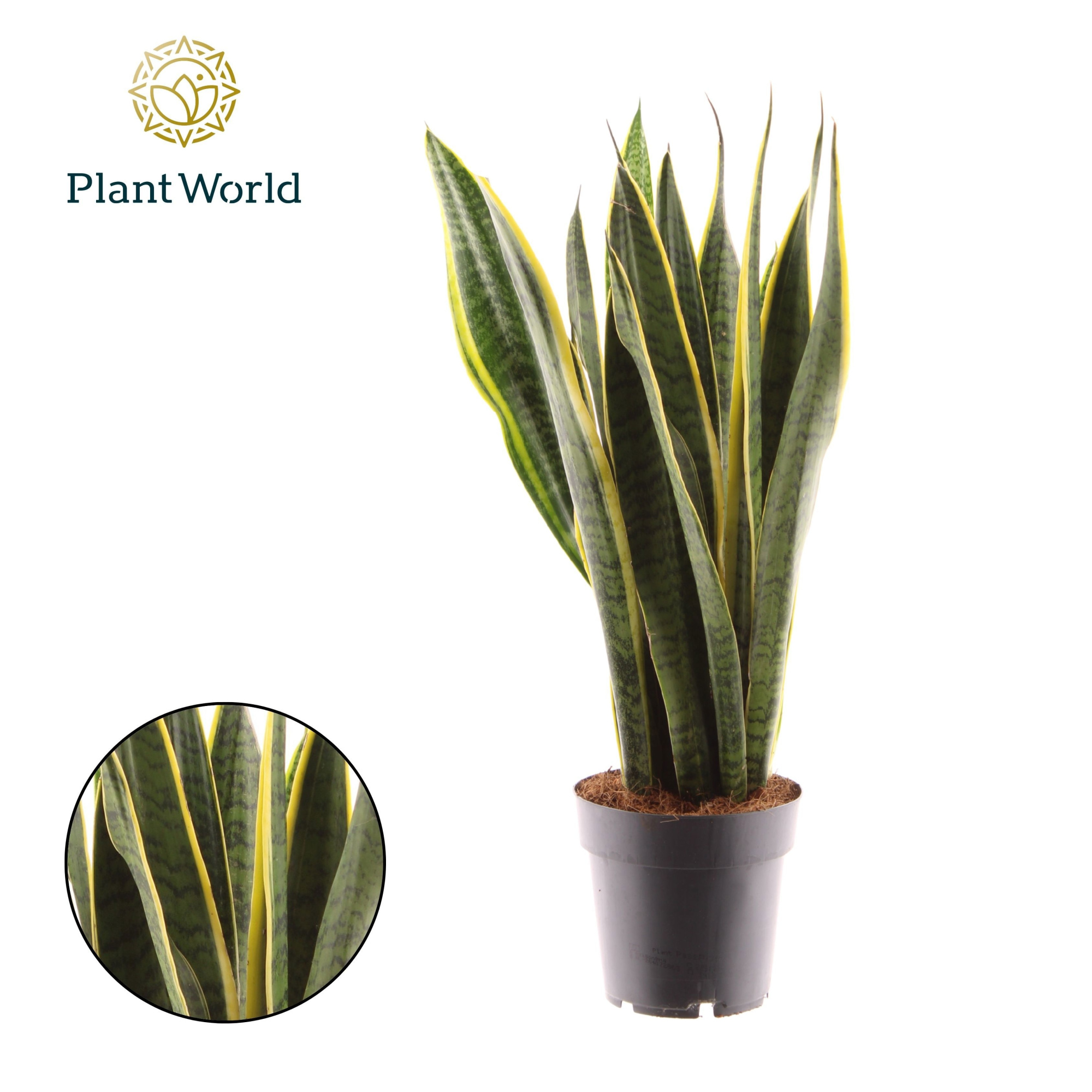 Sansevieria Laurentii XL, D 17