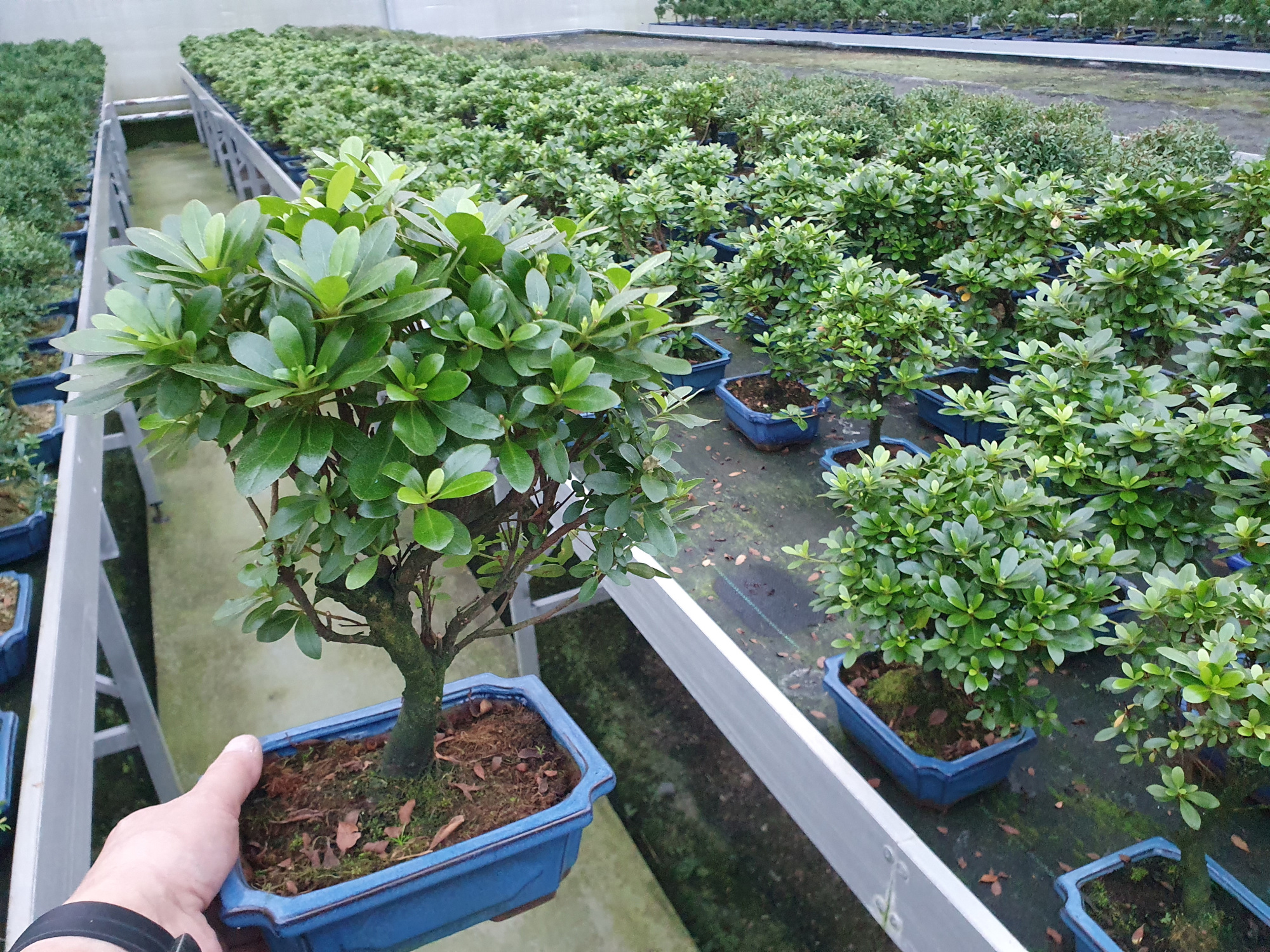 rhododendron indicum, 20 broom, with drip tray, D 20