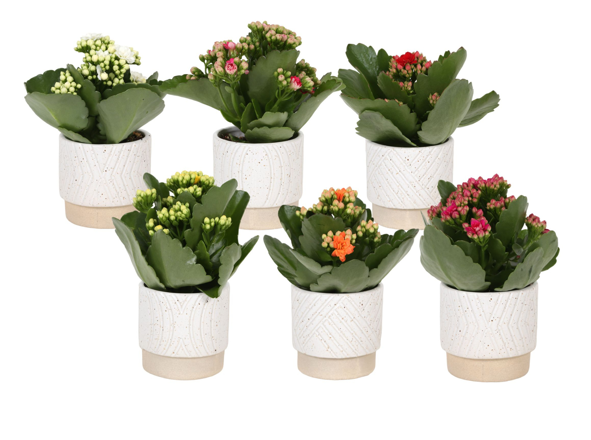 KP-880.1 - Kalanchoe Rosalina 7cm in cilinderpot op voetje, D 7 cm