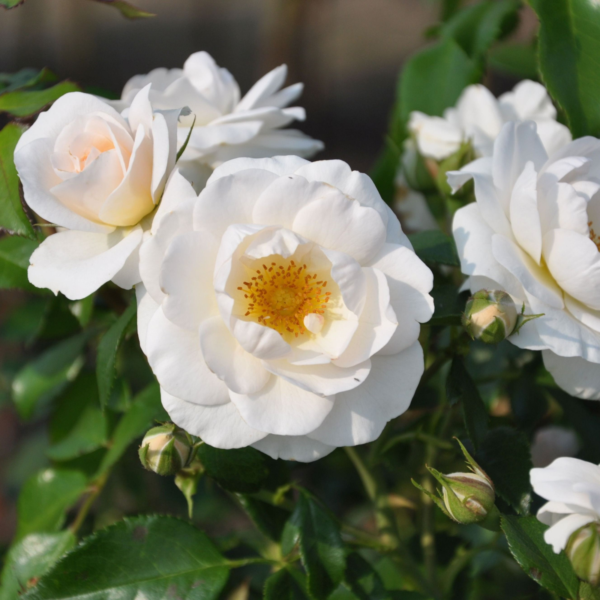 Rosa (F) Sirius ®, stam 90cm, C7.5, D 26