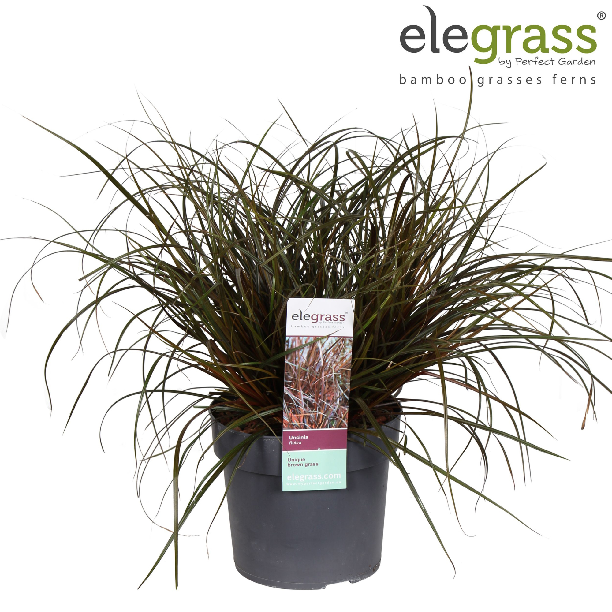 Uncinia Rubra P19, D 19 cm